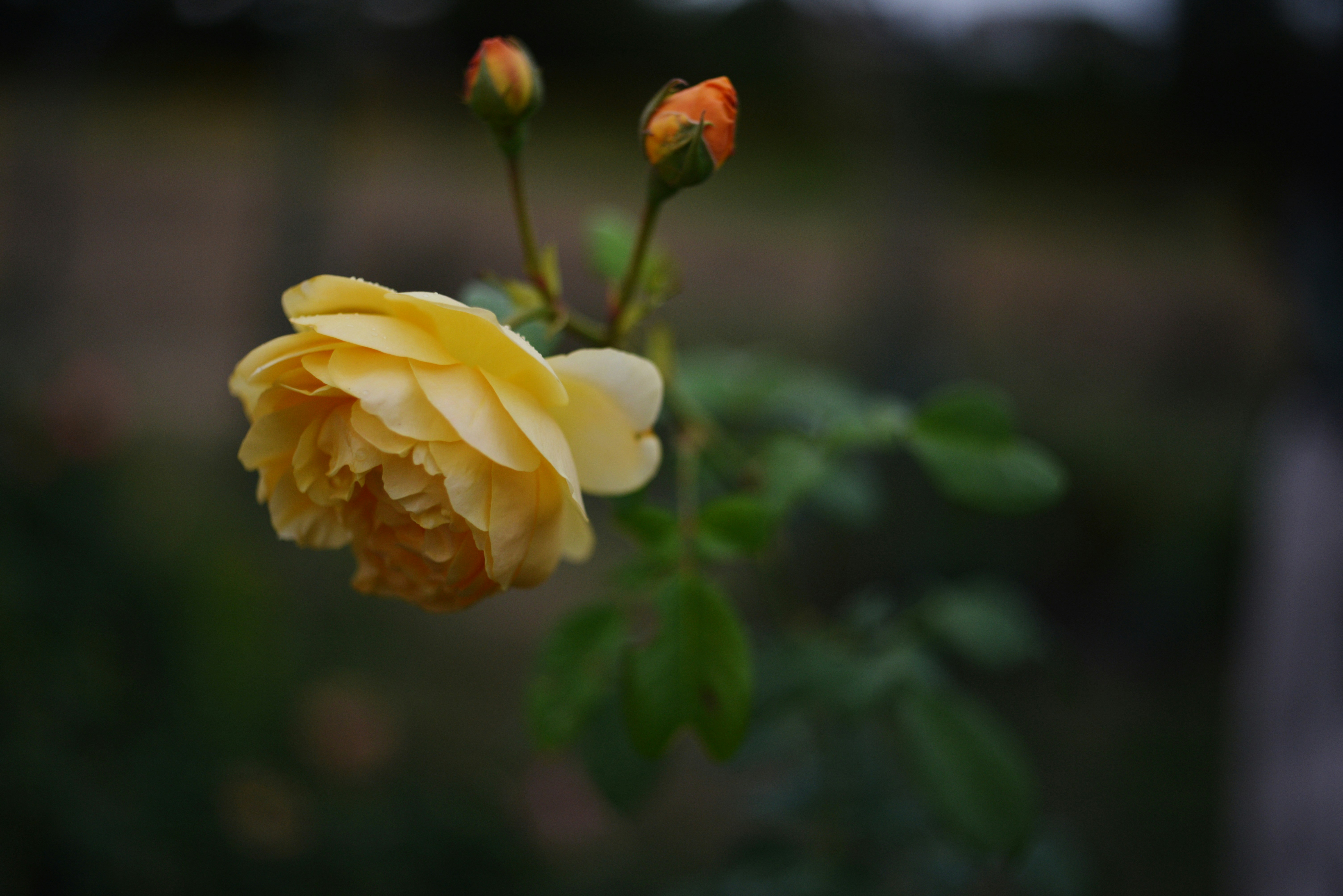 Photo by cherstve_pechivo