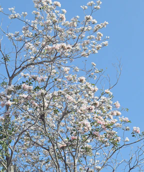 A tree with white flowers and a blue sky in the background