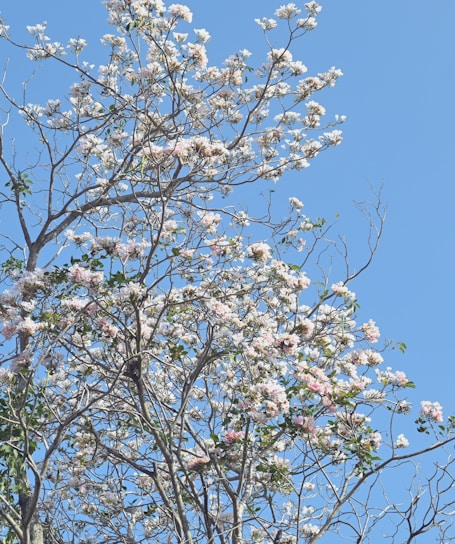 A tree with white flowers and a blue sky in the background