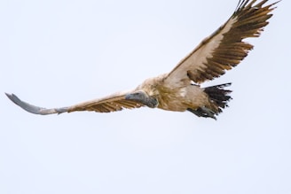 A large bird flying through a blue sky