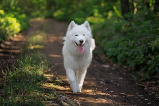 A white dog walking down a dirt road