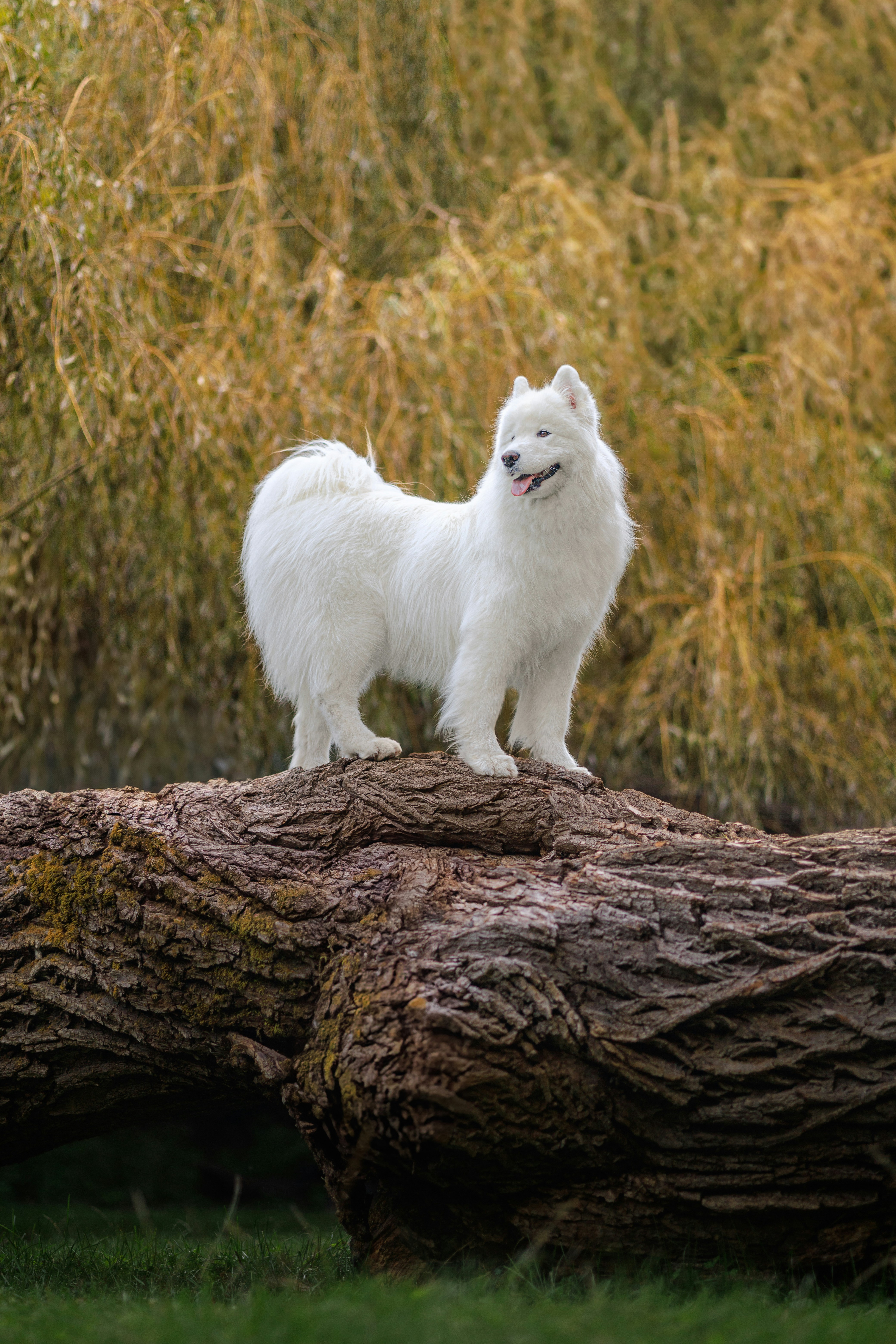 Um cão branco que está sobre um registro