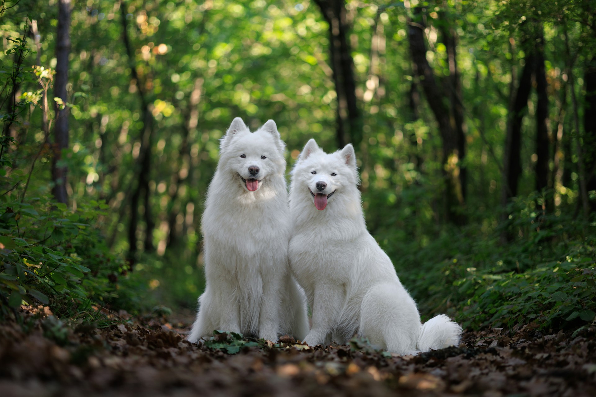 Two white dogs are sitting in the woods