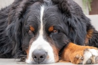 A large black and brown dog laying on the ground