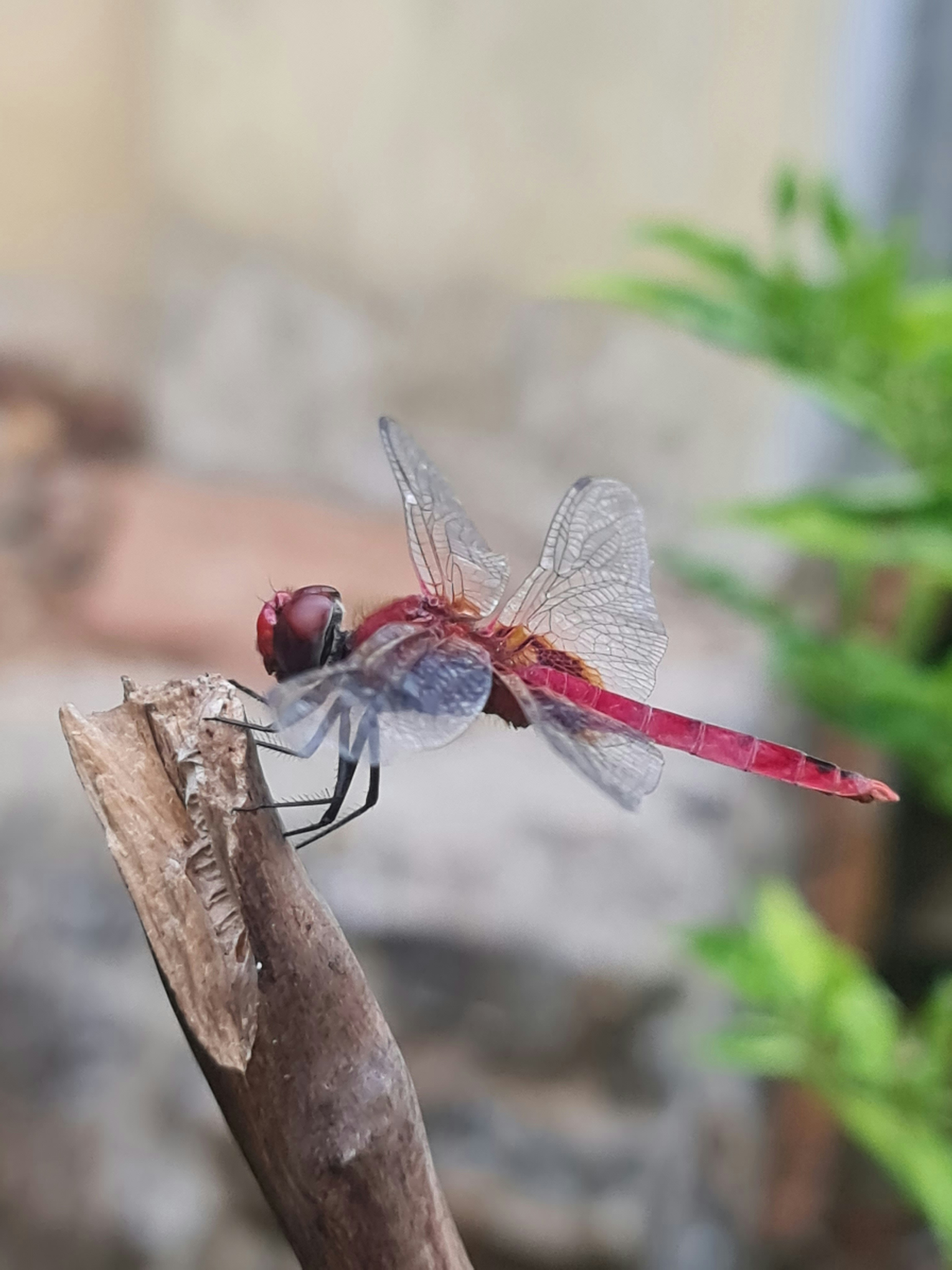 A red dragonfly sitting on top of a piece of wood