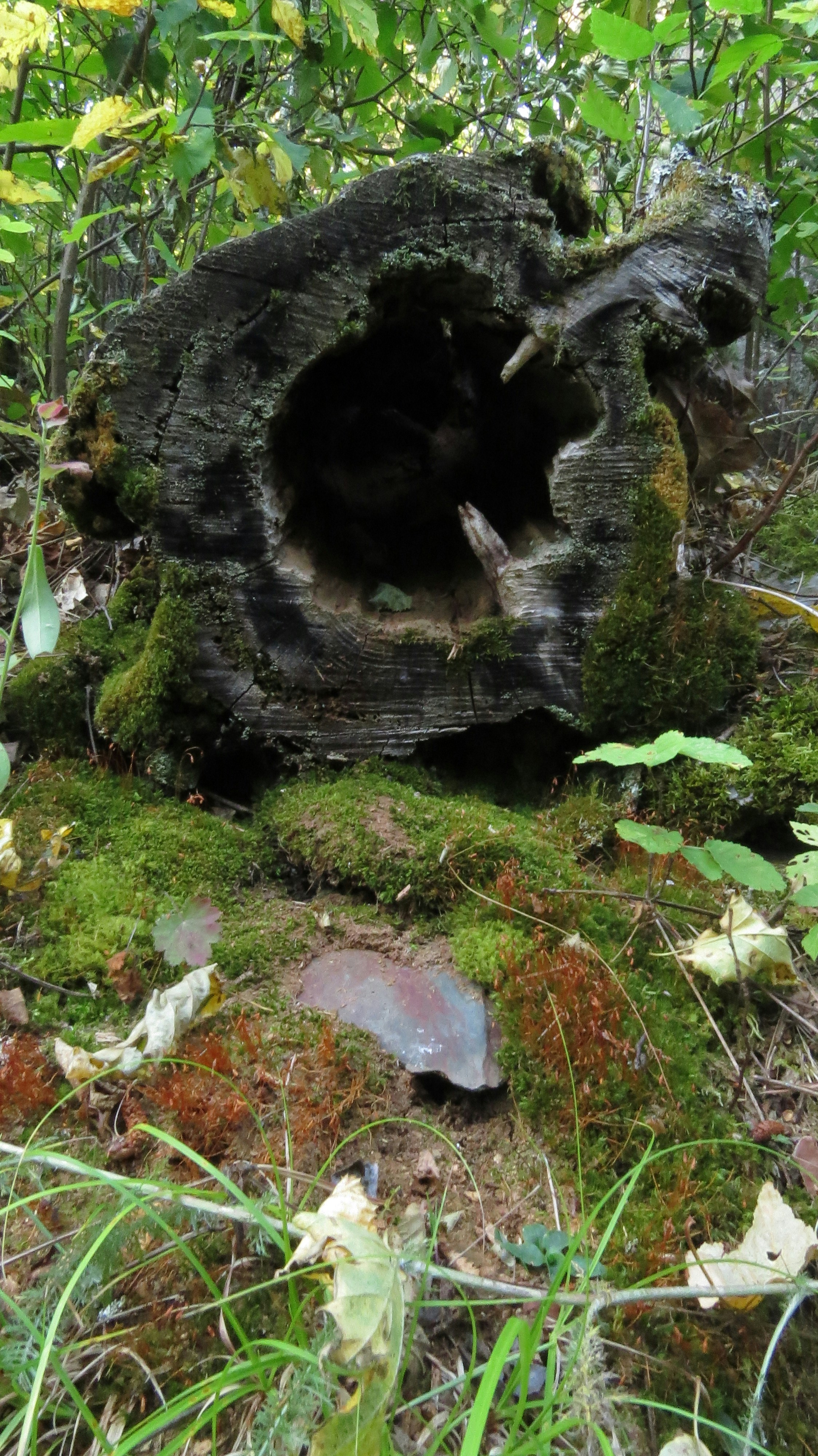 Um toco de árvore no meio de uma floresta