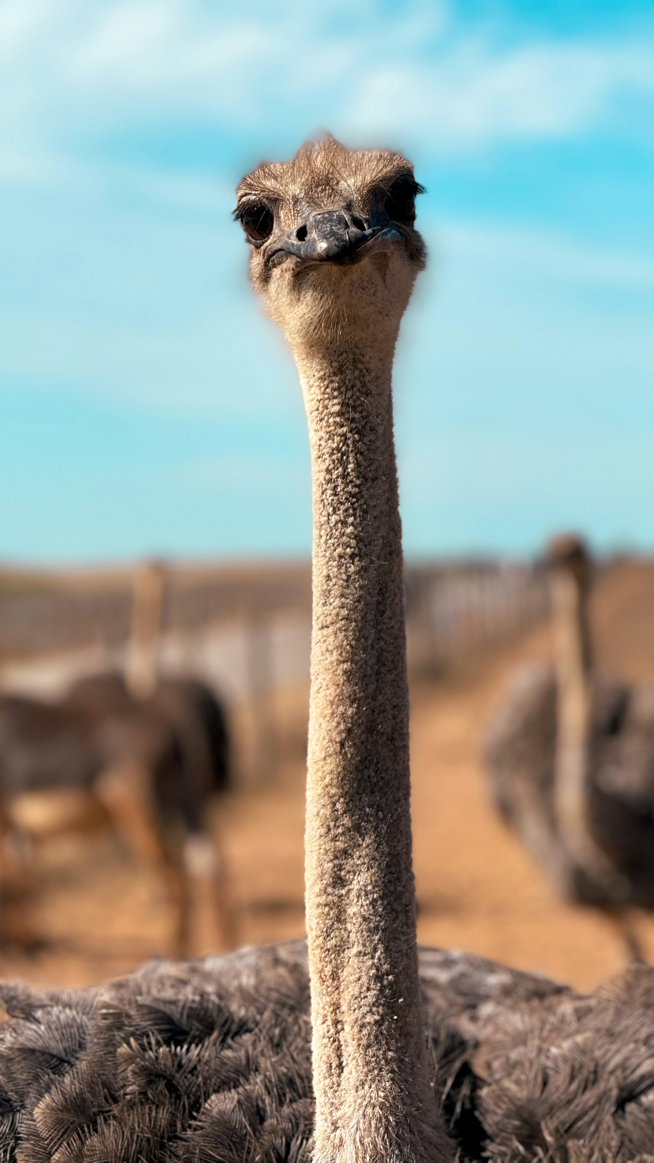 An ostrich standing in front of a group of other ostriches