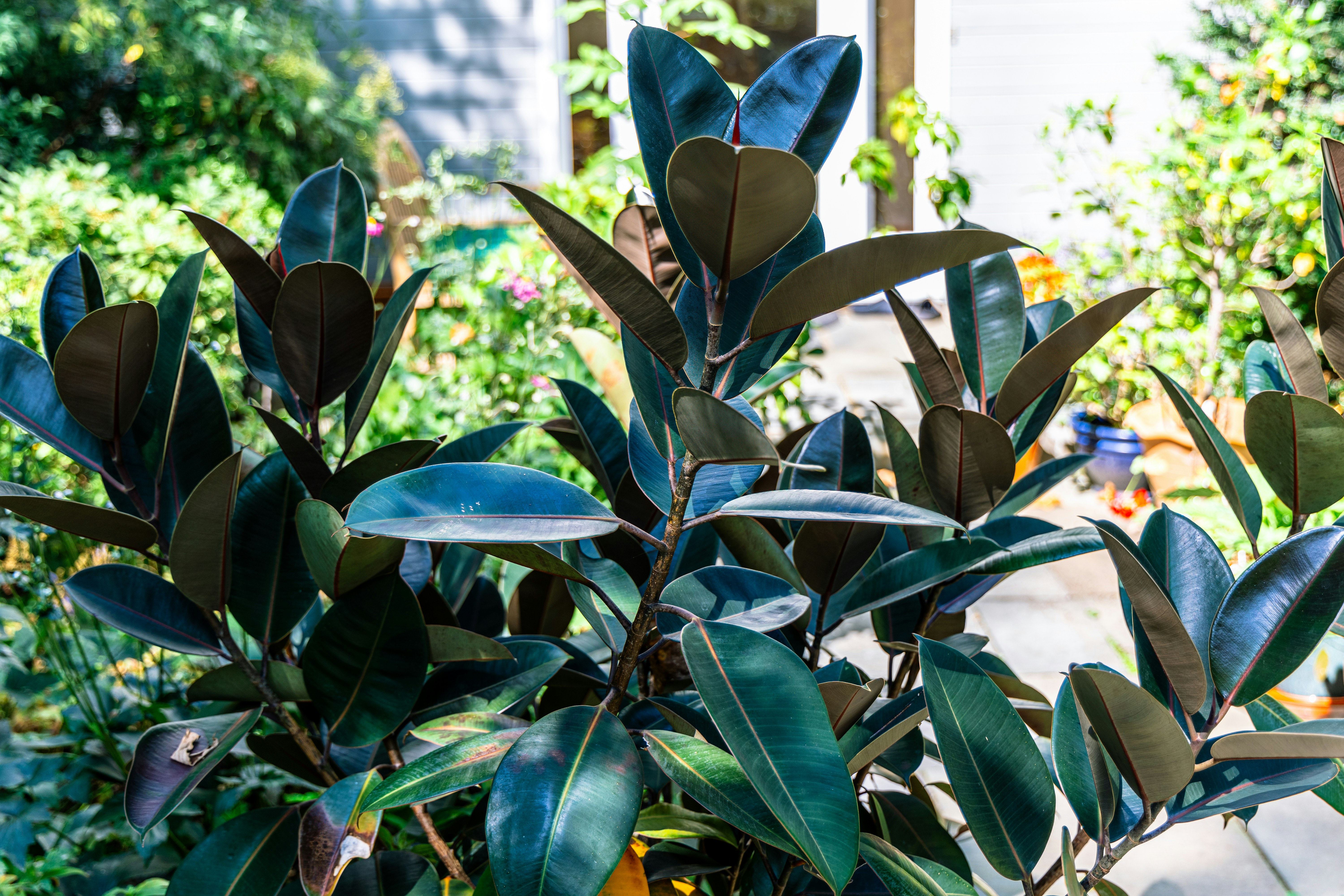 Una planta en maceta con hojas verdes en un jardín