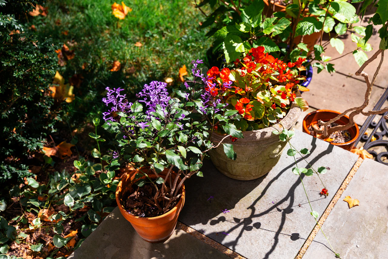 Potted plants and flowers arranged near a home entry