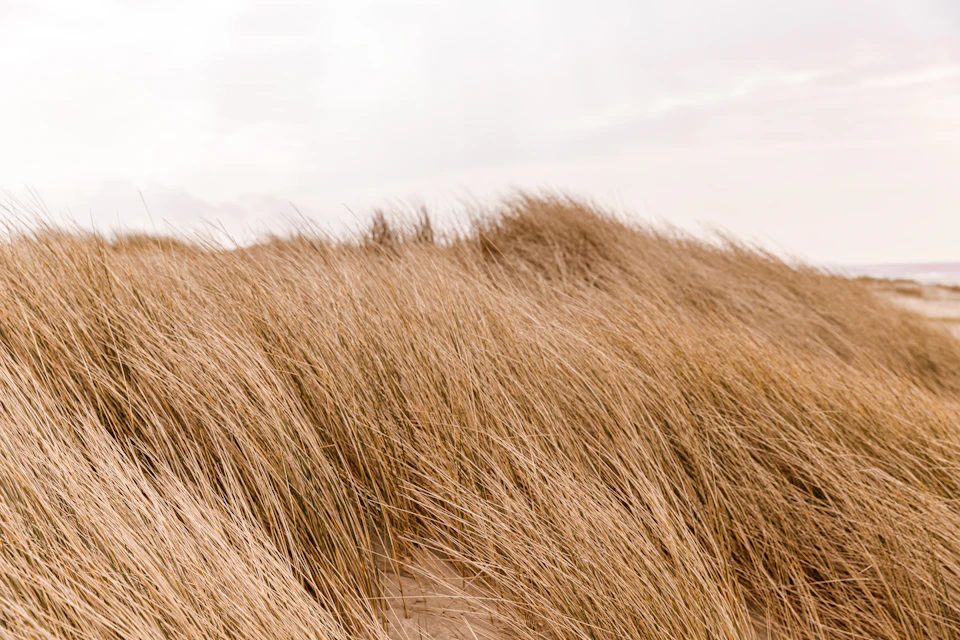 The image depicts a serene beach scene with tall, dry grass swaying gently in the breeze. The grass is a light brown color and stands out against the backdrop of the sandy beach. In the distance, beyond the reach of the viewer's eyes, there are waves crashing onto the shoreline, adding to the tranquil atmosphere of the scene.

The perspective of the image is from ground level, looking up at the tall grass, giving a sense of being present in that moment and experiencing the natural beauty of the beach.