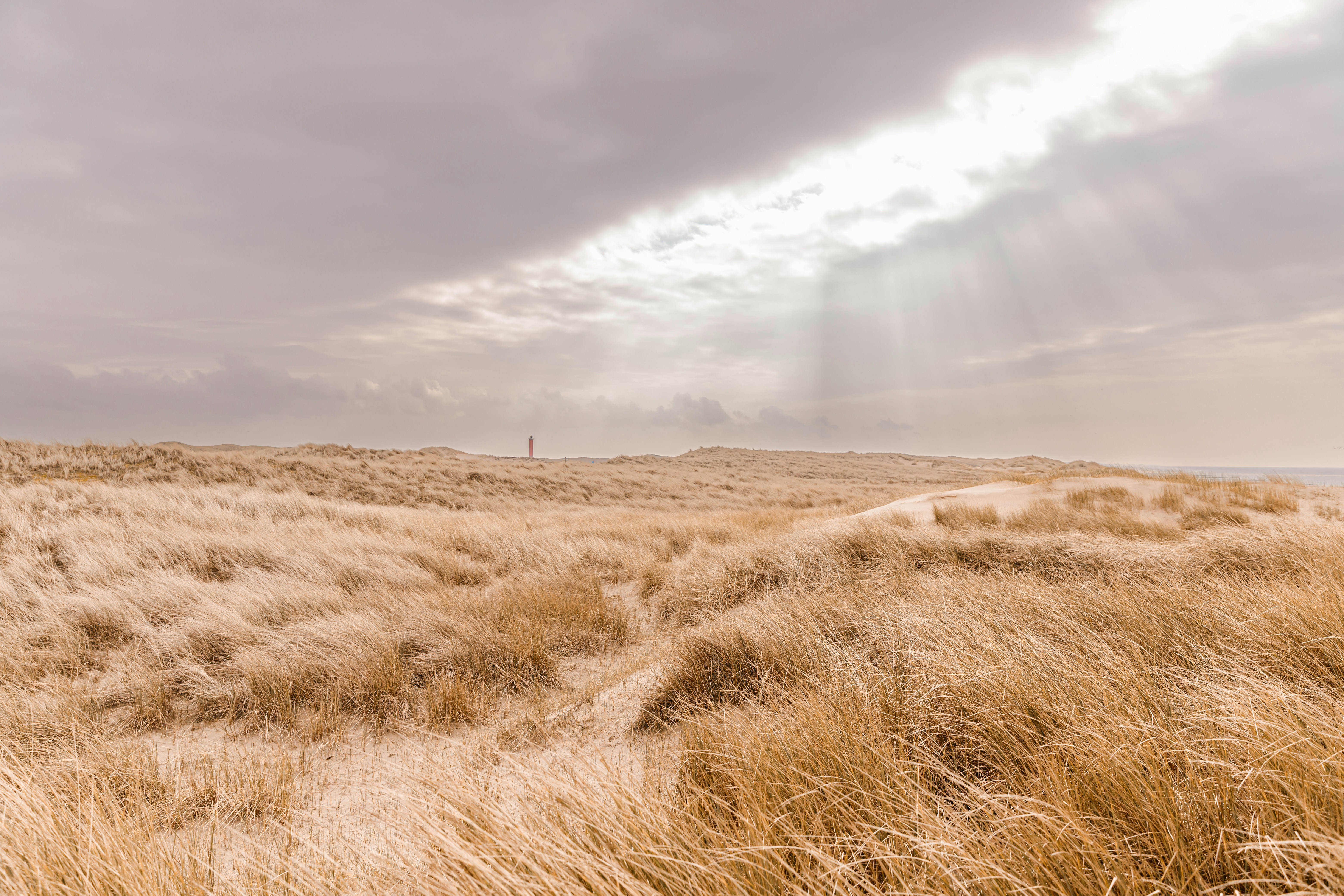 A field of tall brown grass under a cloudy sky