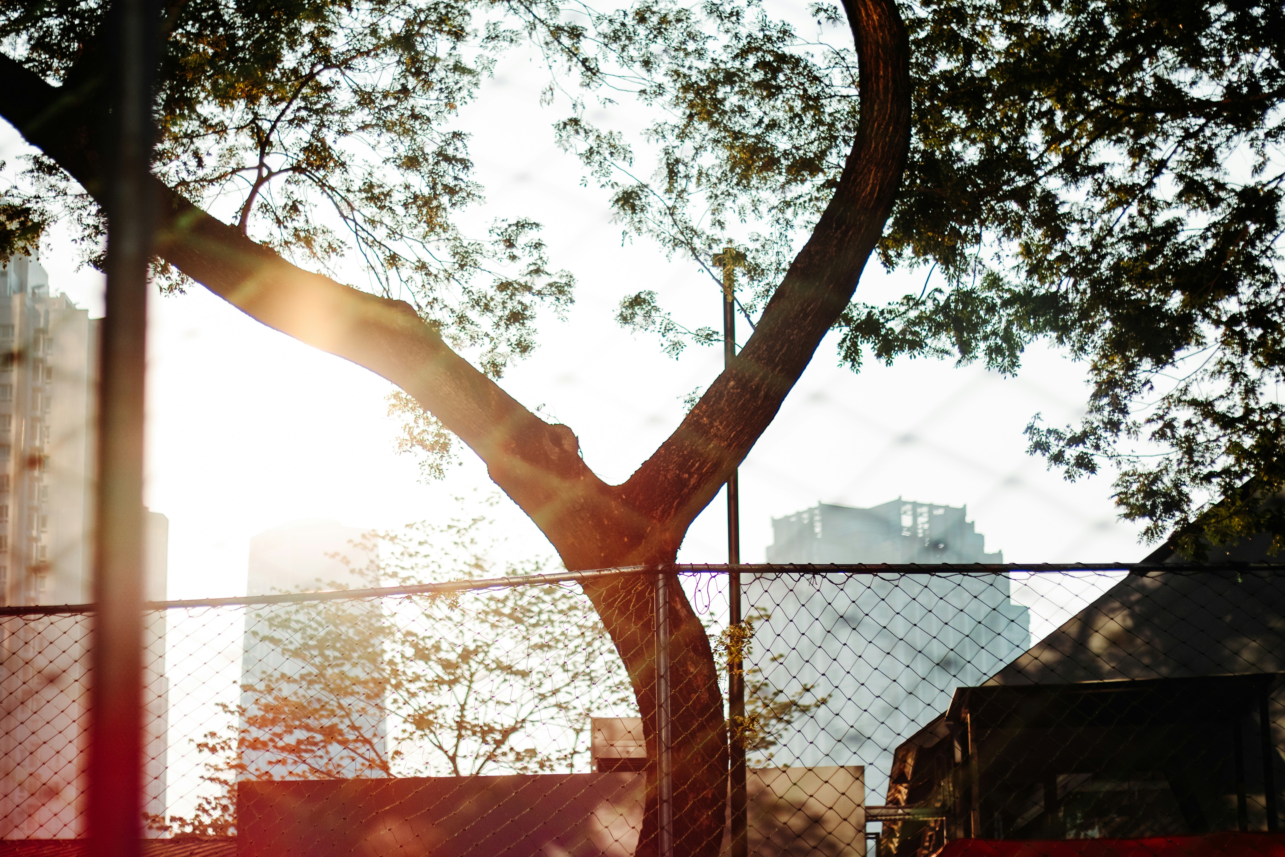 Ein Baum in einem eingezäunten Bereich mit Gebäuden im Hintergrund