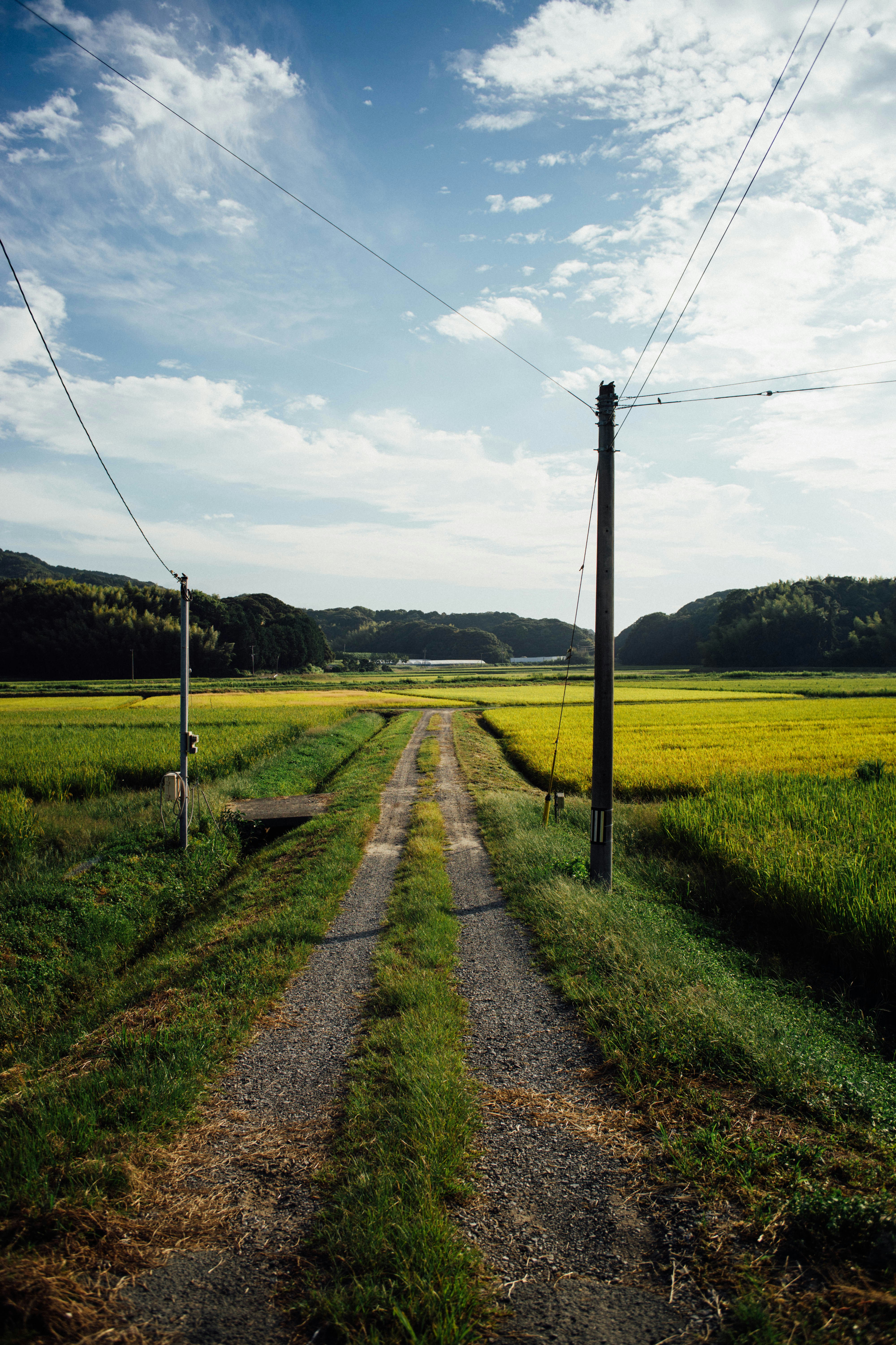緑の野原を抜ける未舗装の道路