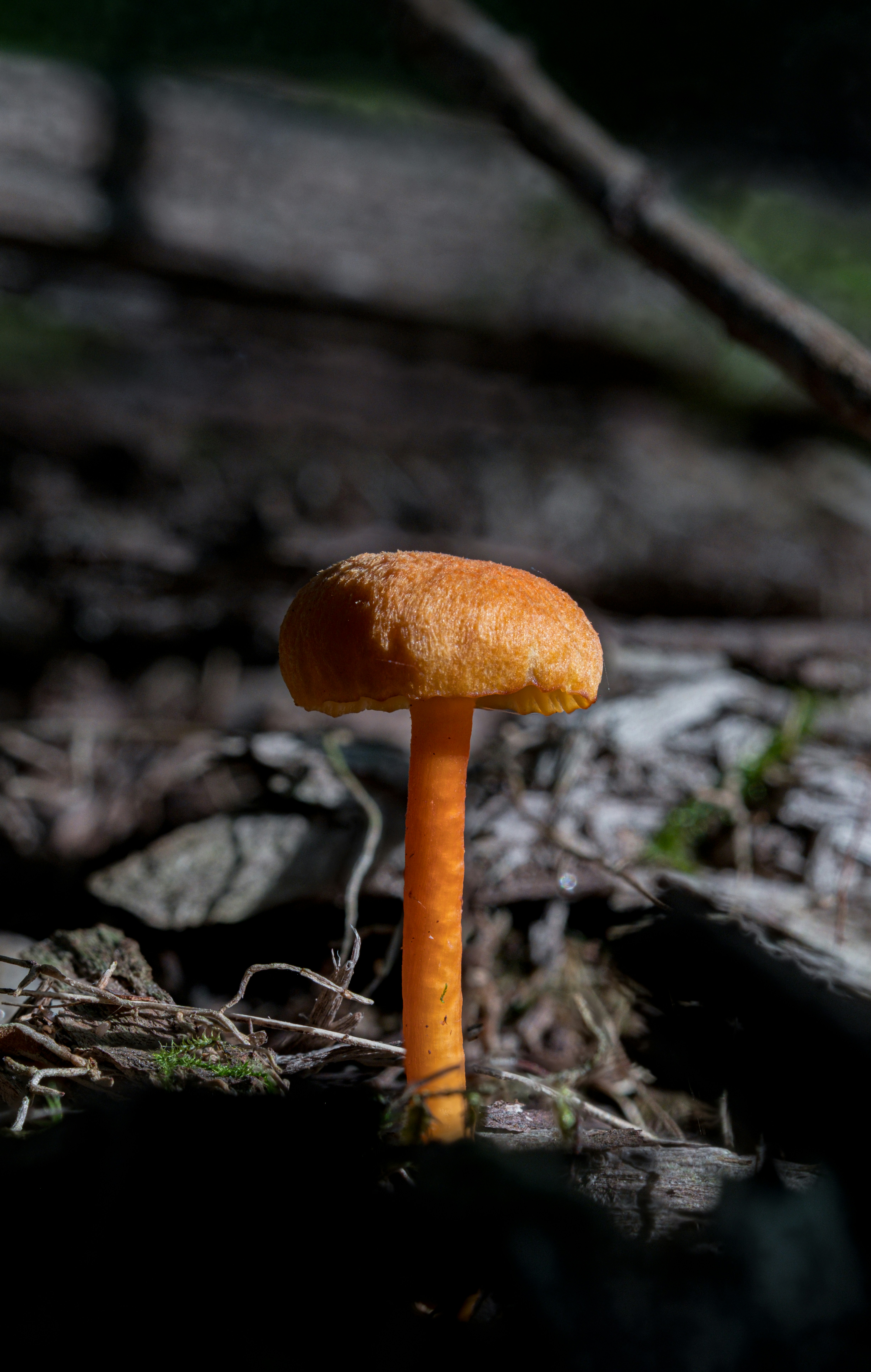 Photo by alexandredaoust