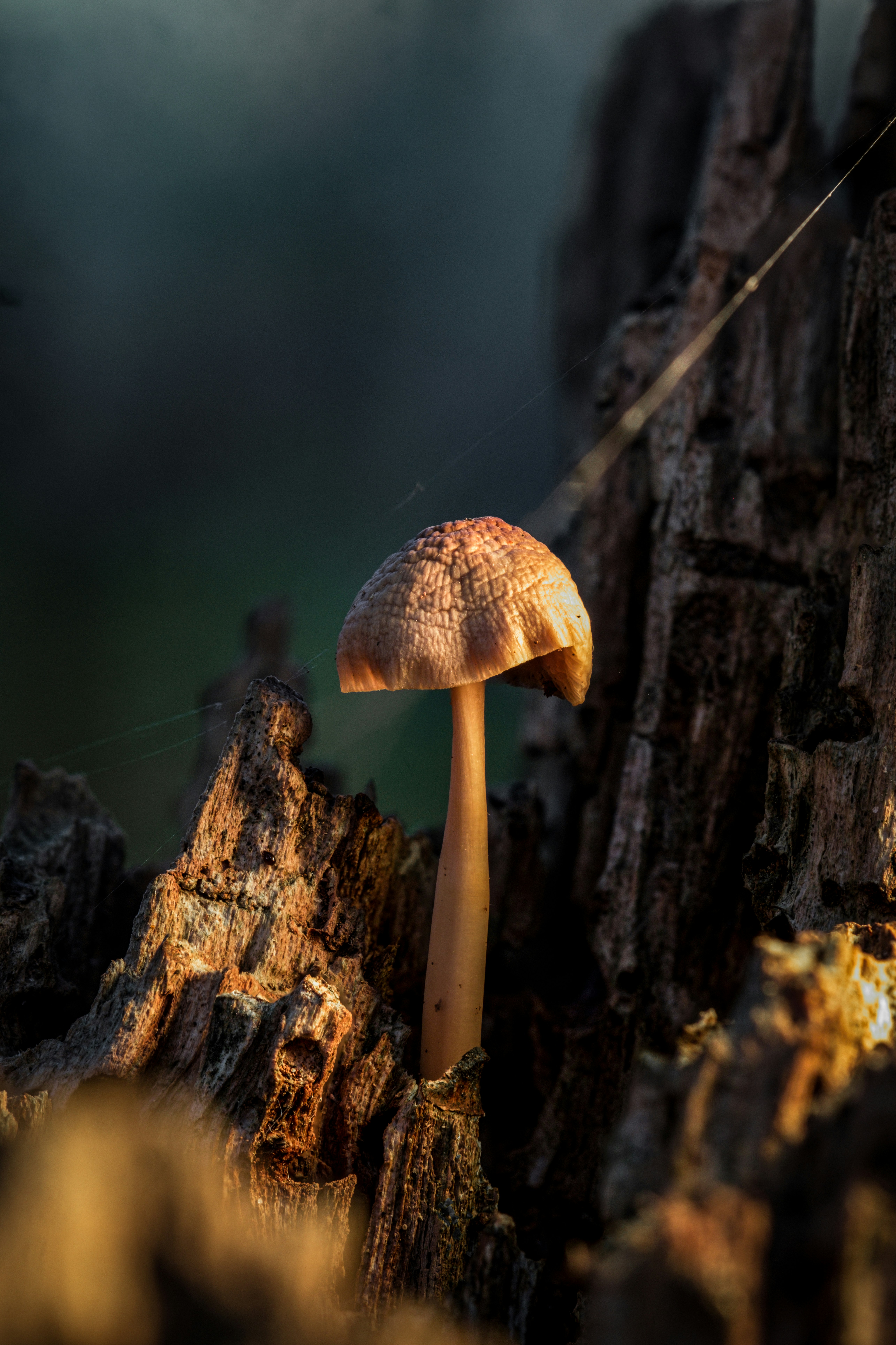 Photo by alexandredaoust