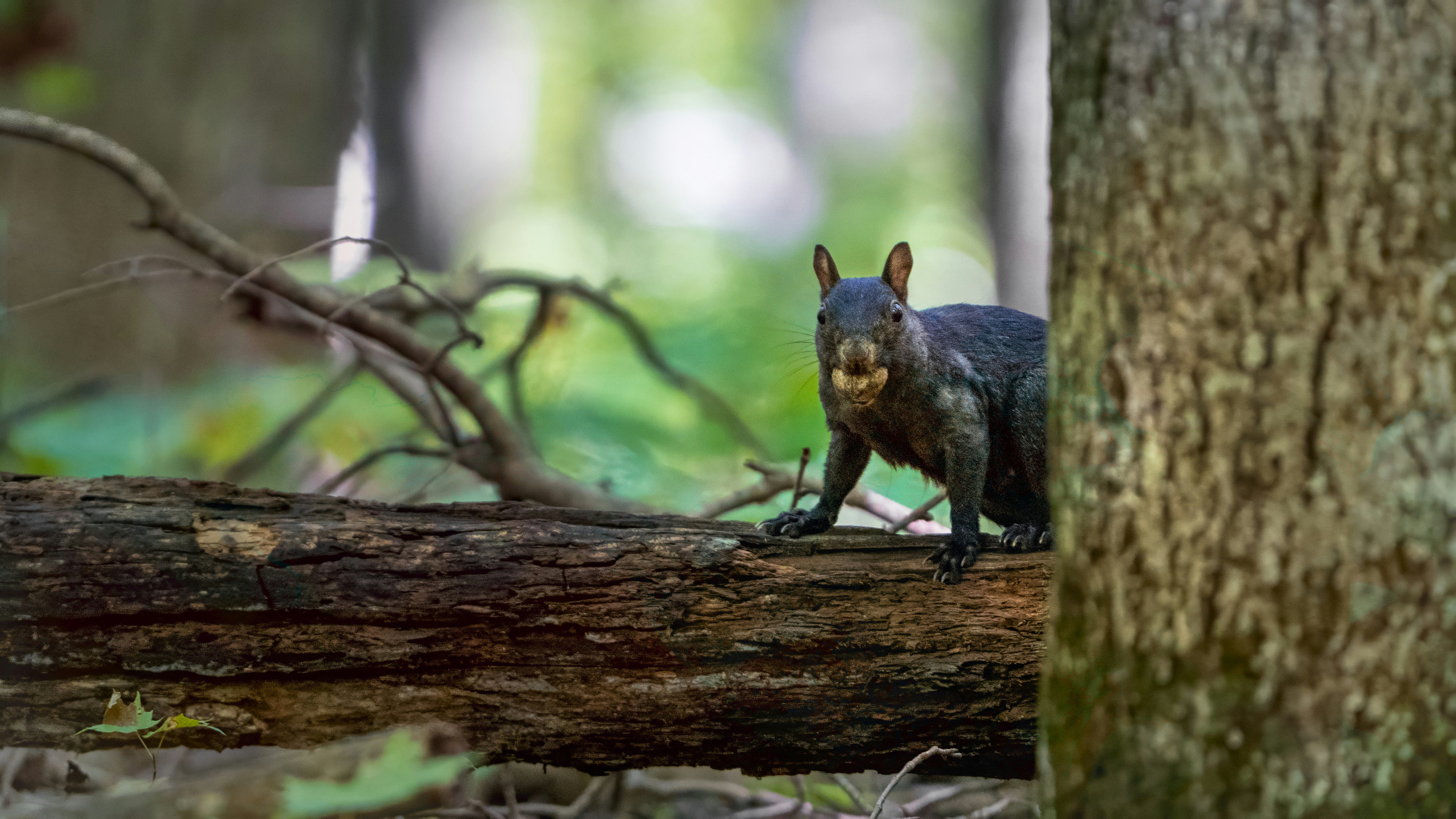 A small dog walking on a log in the woods