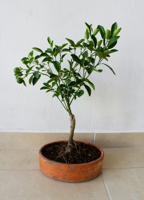 Hands carefully pruning a bonsai branch