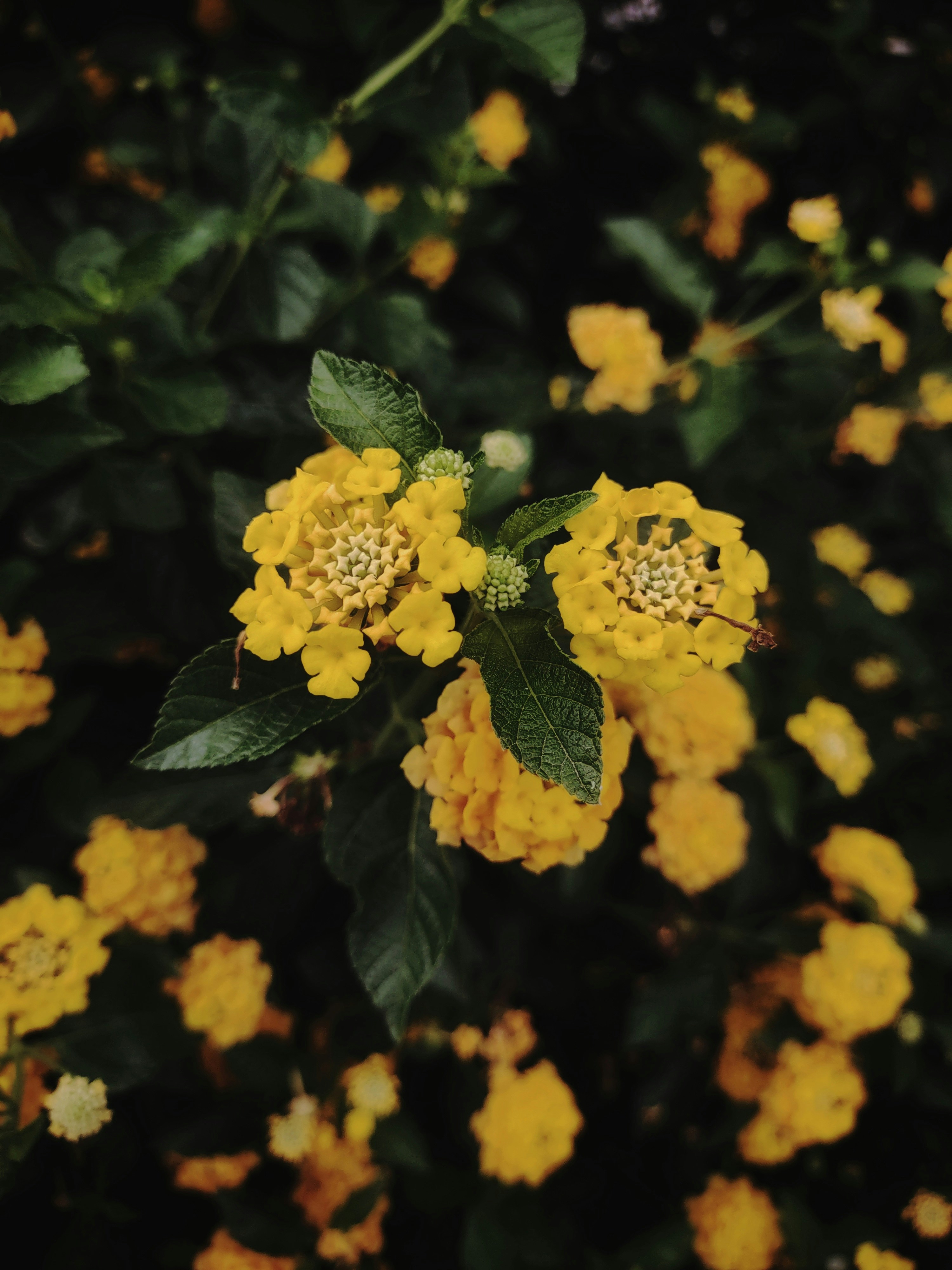 Photo by ishan_srivastava