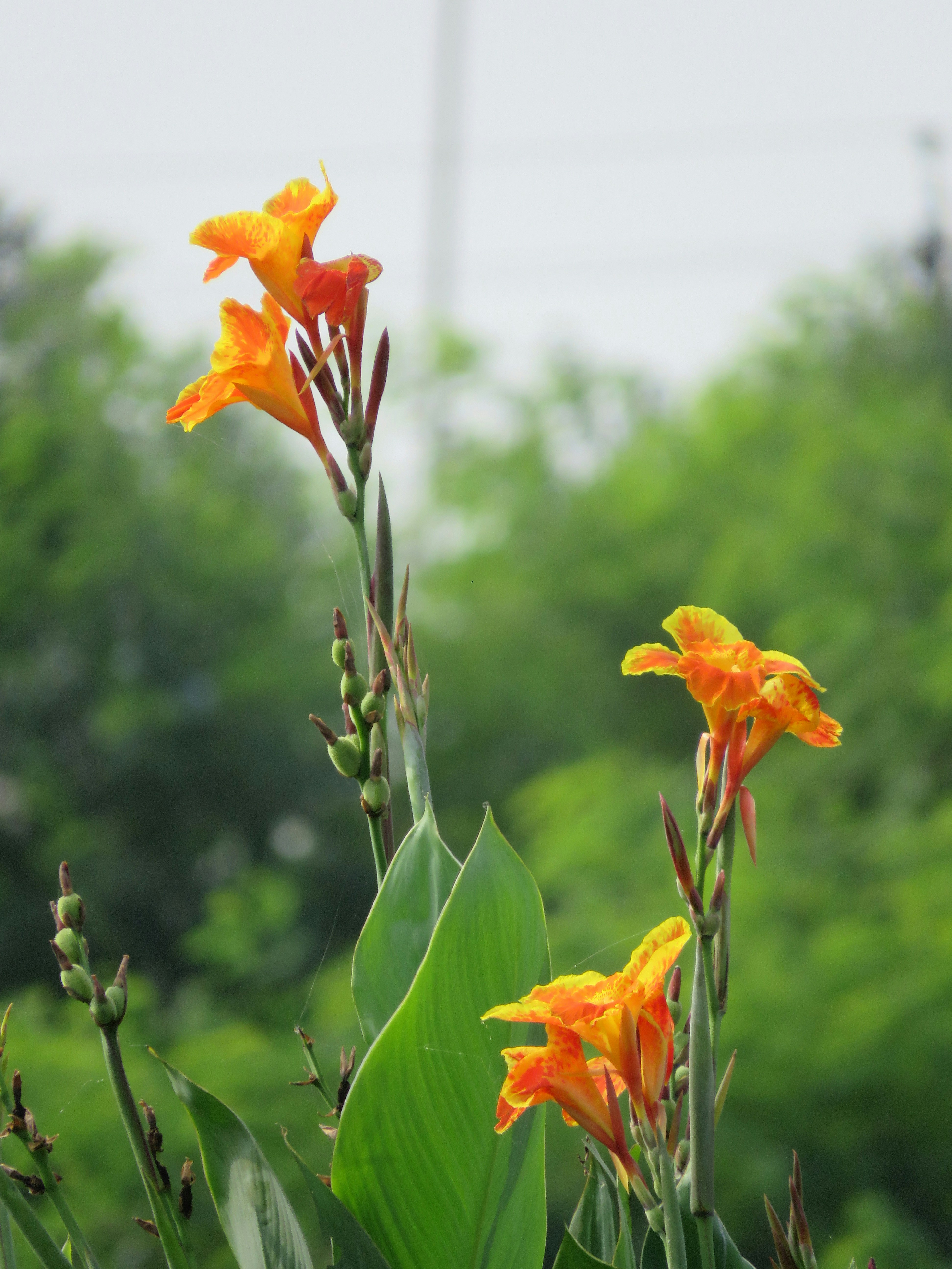 A group of orange flowers with green leaves