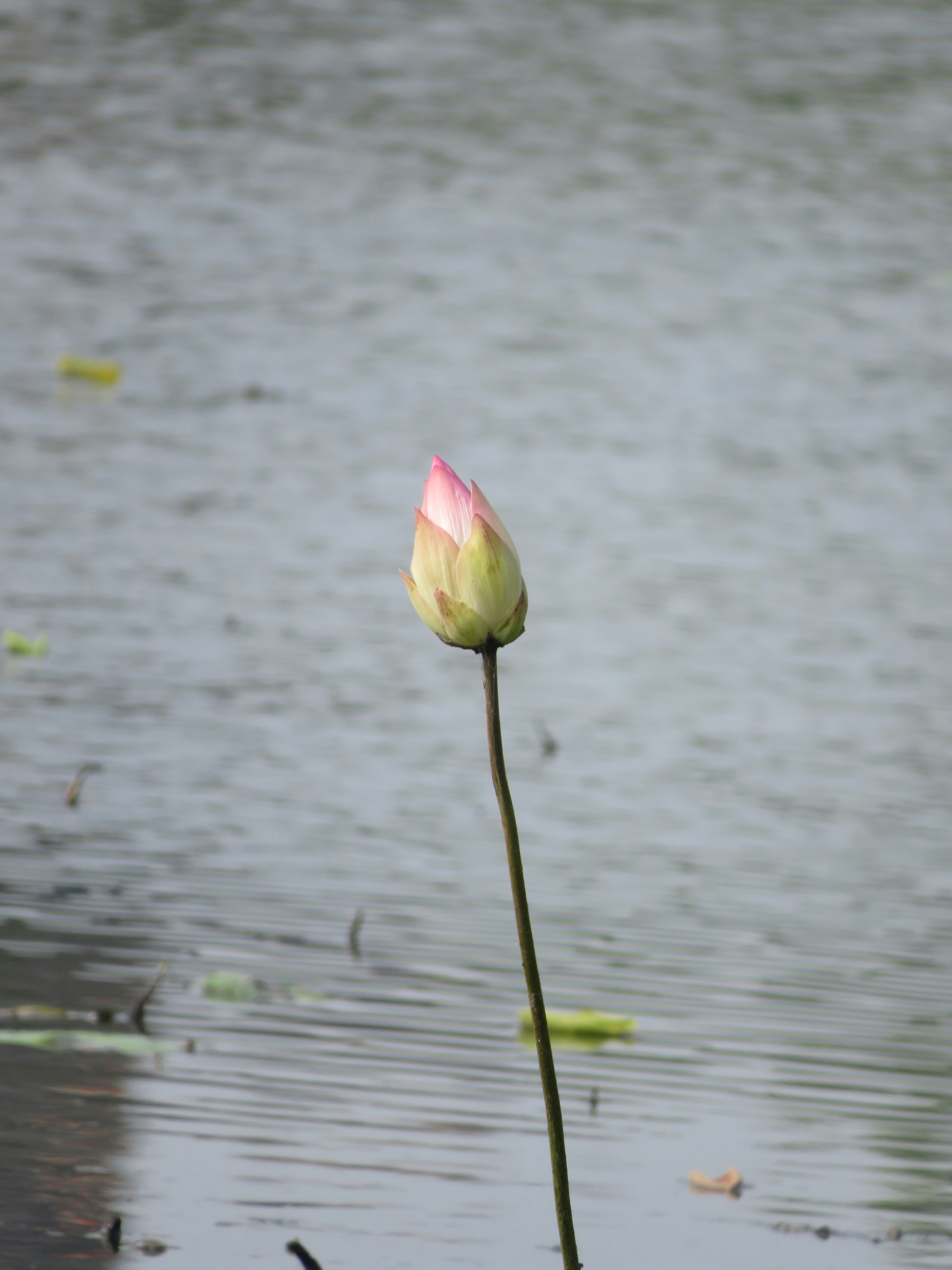 A single pink flower sitting in the middle of a body of water