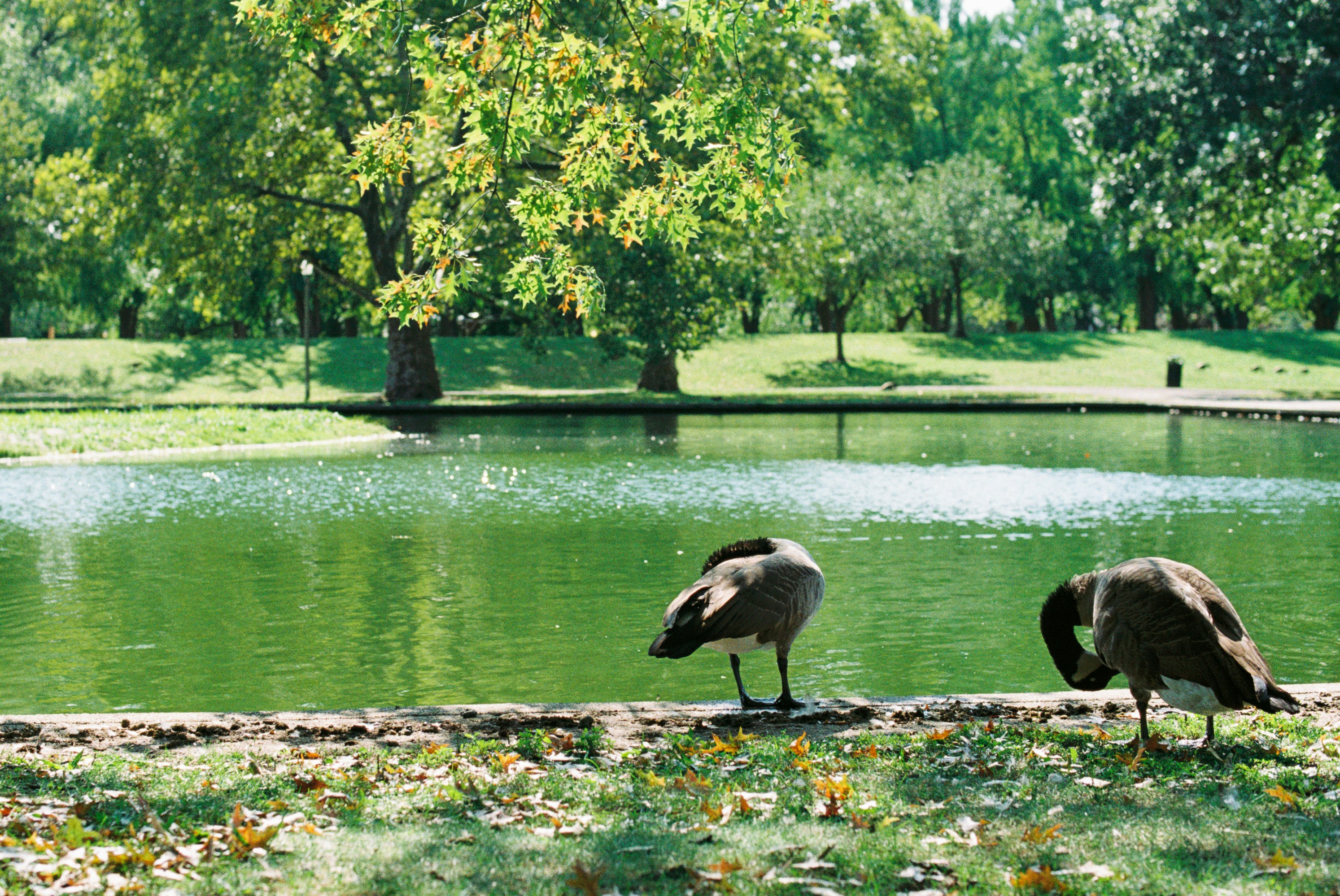 Ada Lee Park