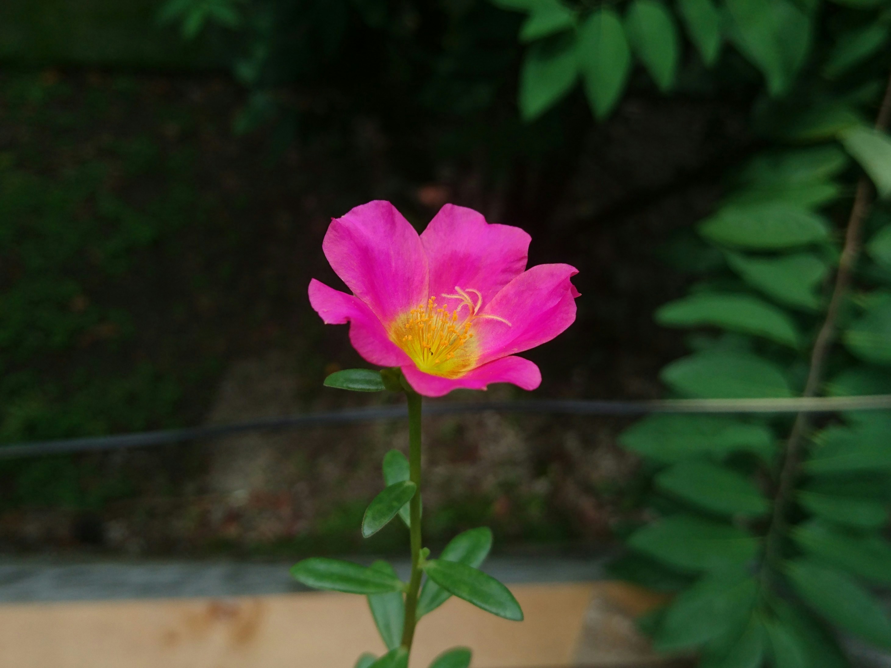 أحتاج رجولك للفتّوش