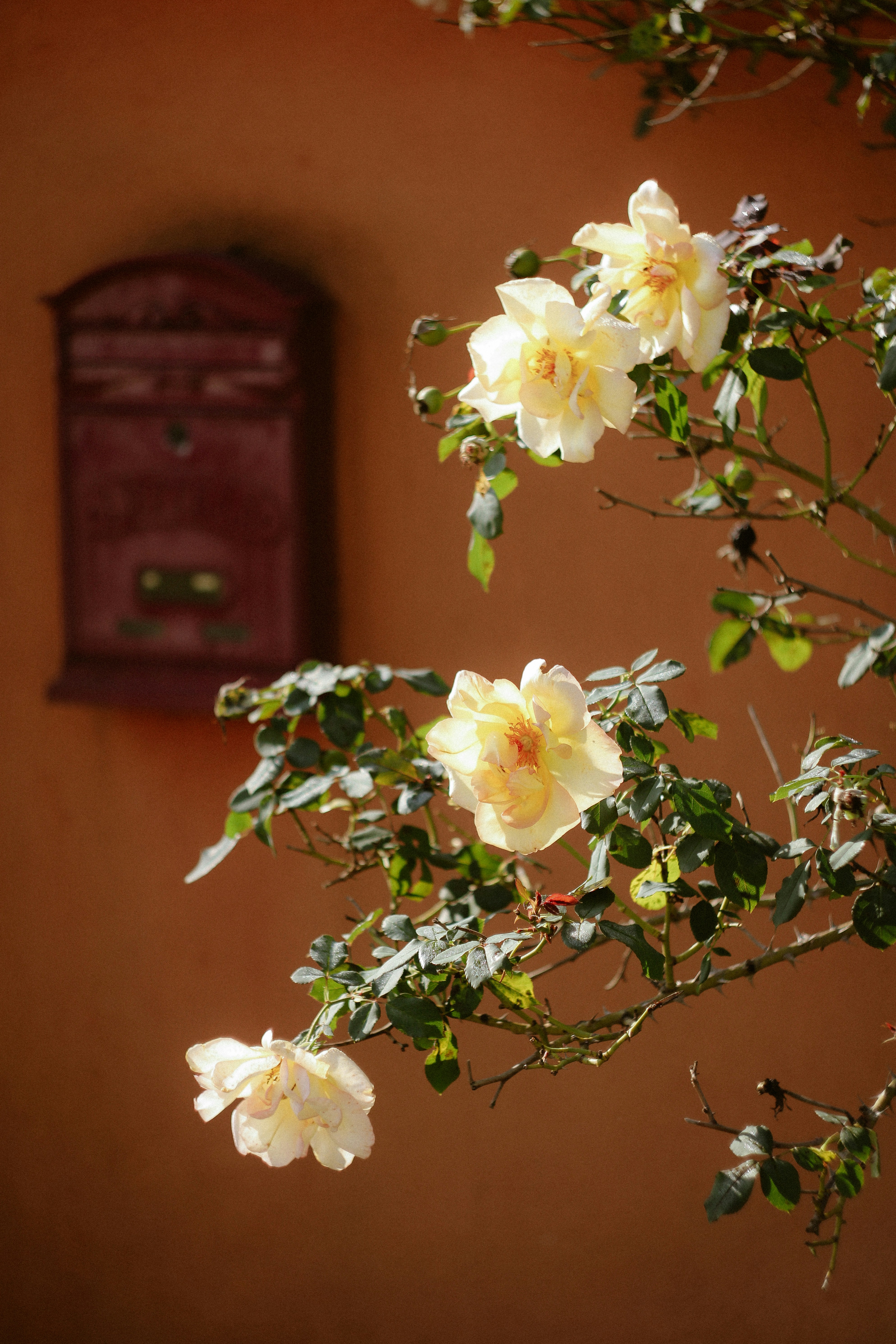 A bush with white flowers in front of a mailbox