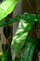 A large green plant with lots of leaves