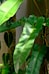 A large green plant with lots of leaves