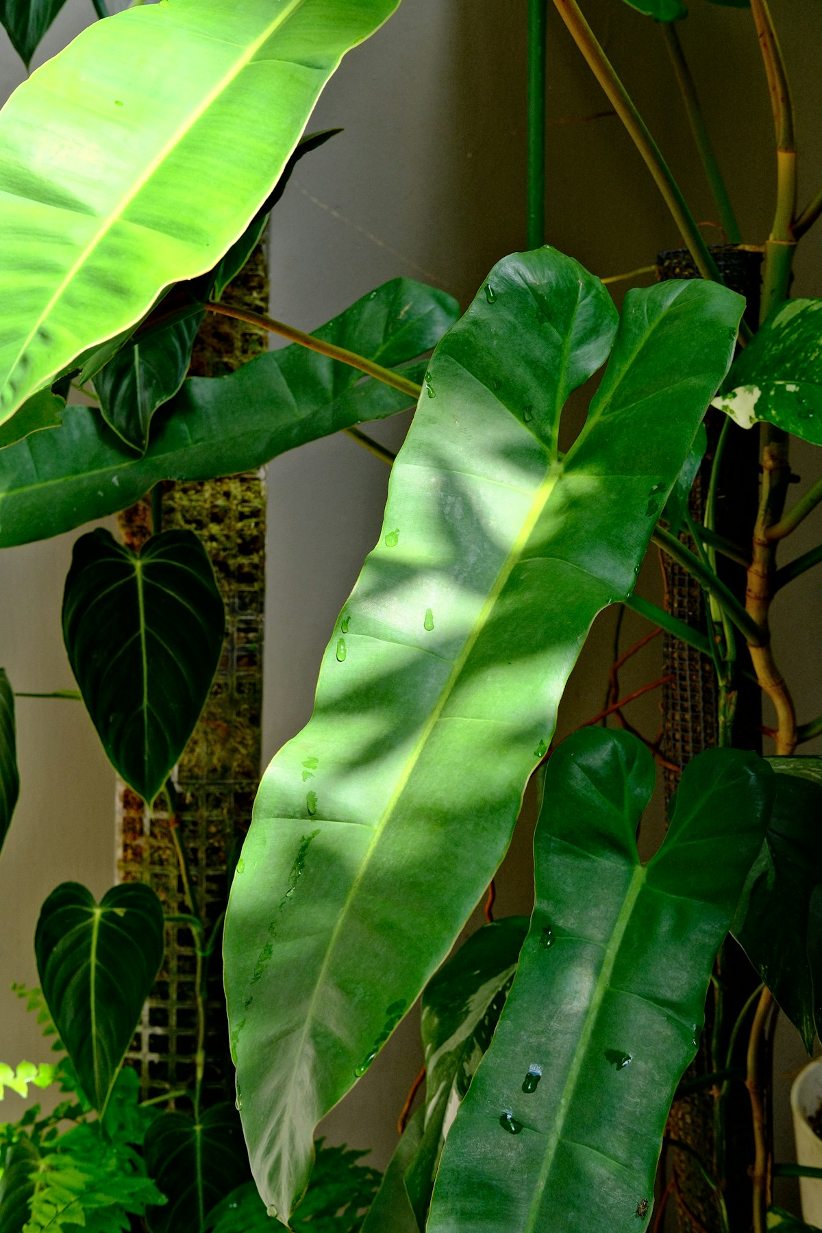 フィロデンドロン・ヘテロクラスペドン｜Philodendron heterocraspedon 図鑑