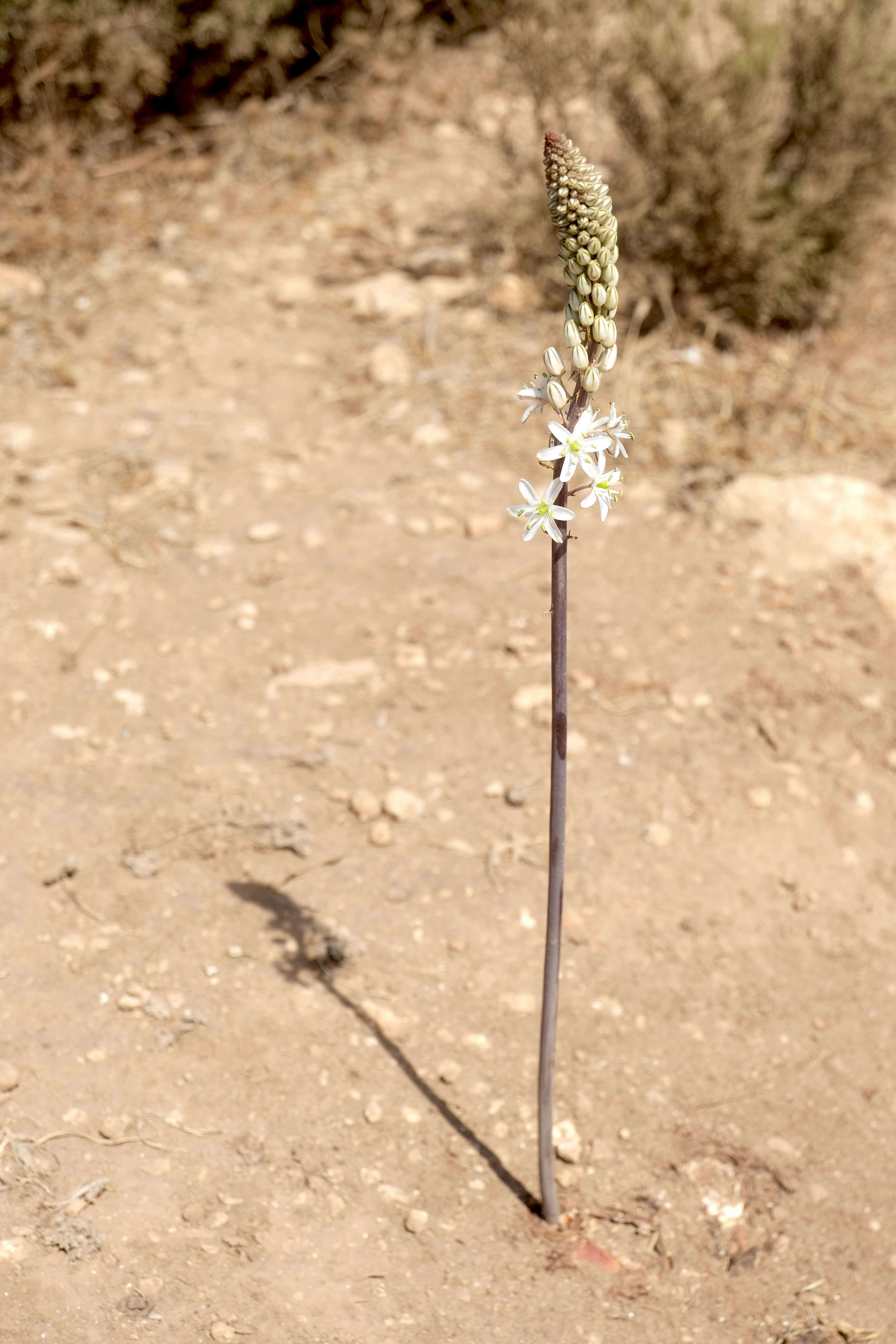 Une seule fleur au milieu d’un champ de terre