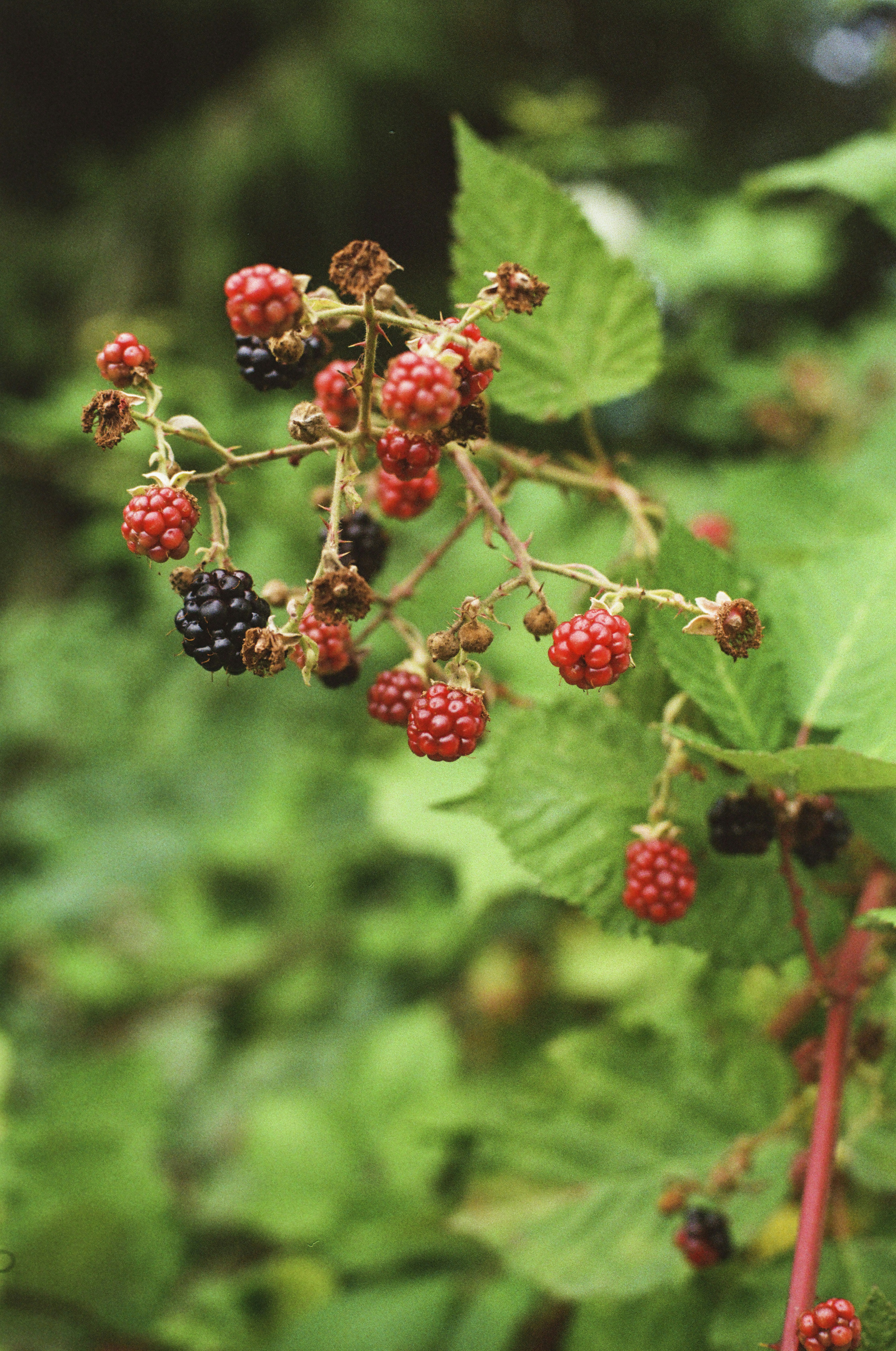 Photo by ardalanhamedani