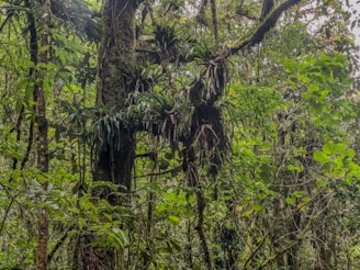 A forest filled with lots of green trees
