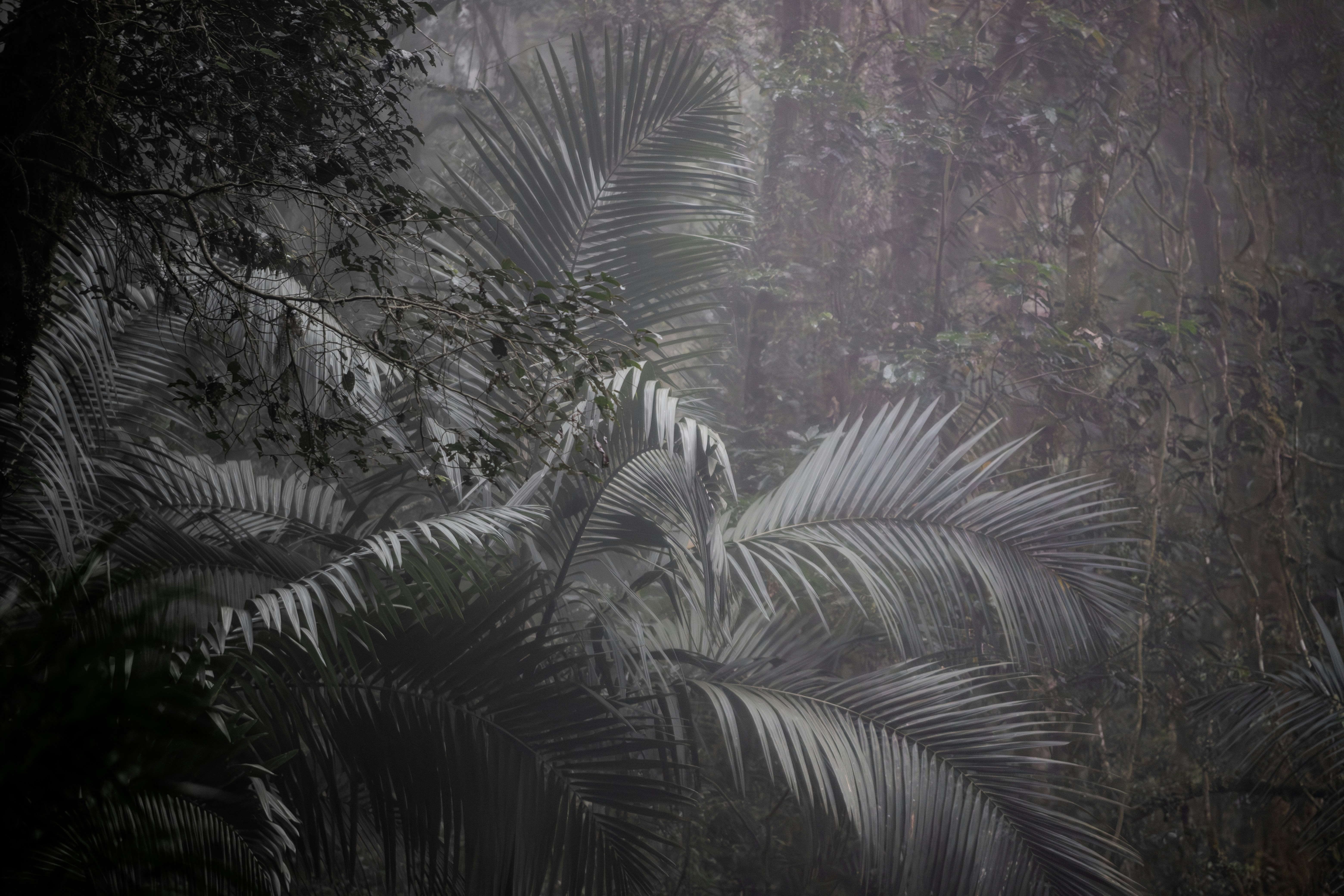 A black and white photo of a forest
