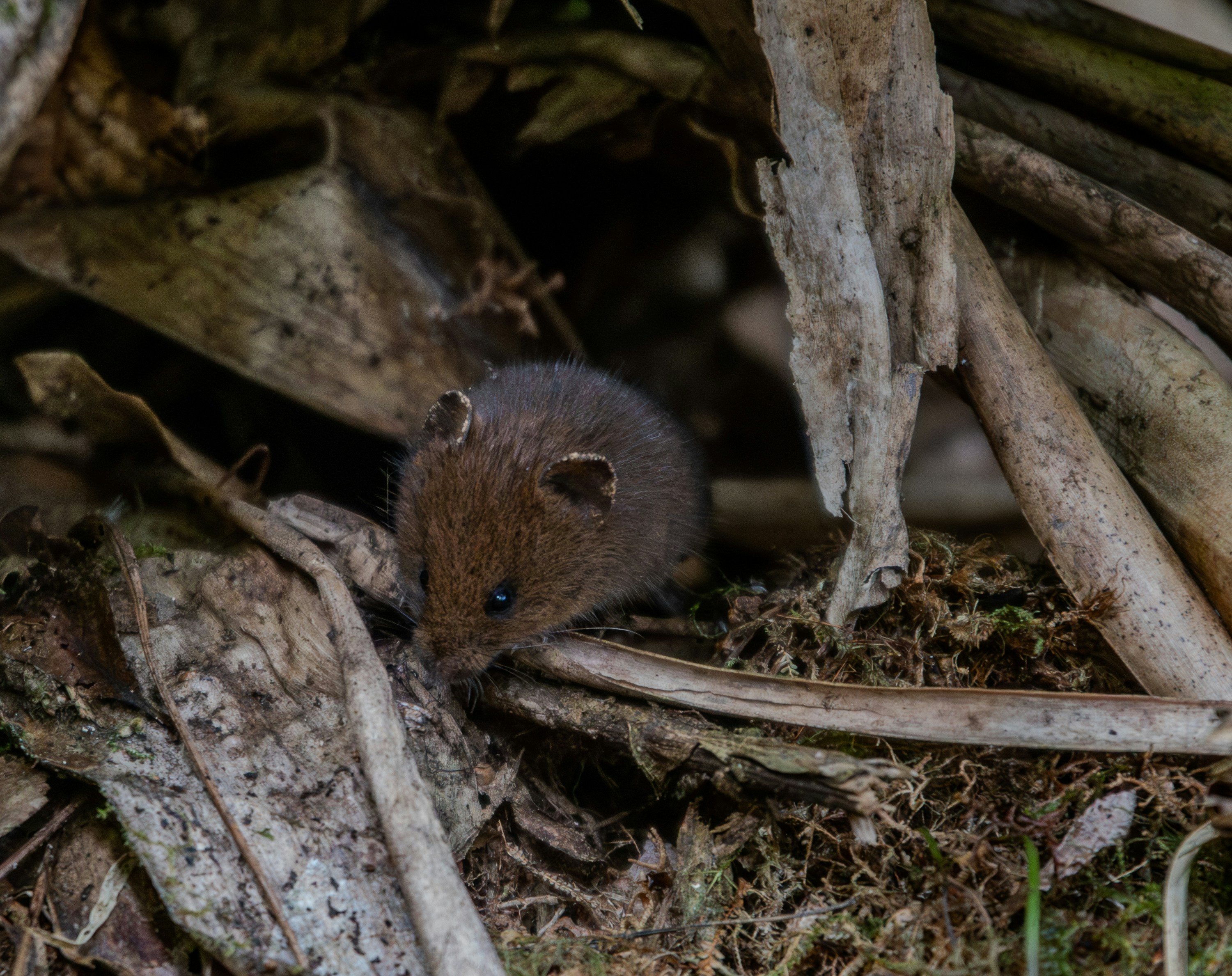 A small rodent hiding in a pile of wood photo – Free Forest Image on ...