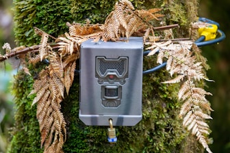 A power box attached to a tree in a forest