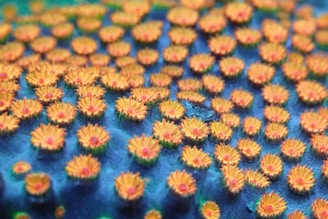 A close up of a pattern of flowers on a blue surface