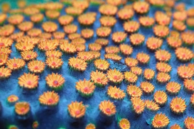 A close up of a pattern of flowers on a blue surface