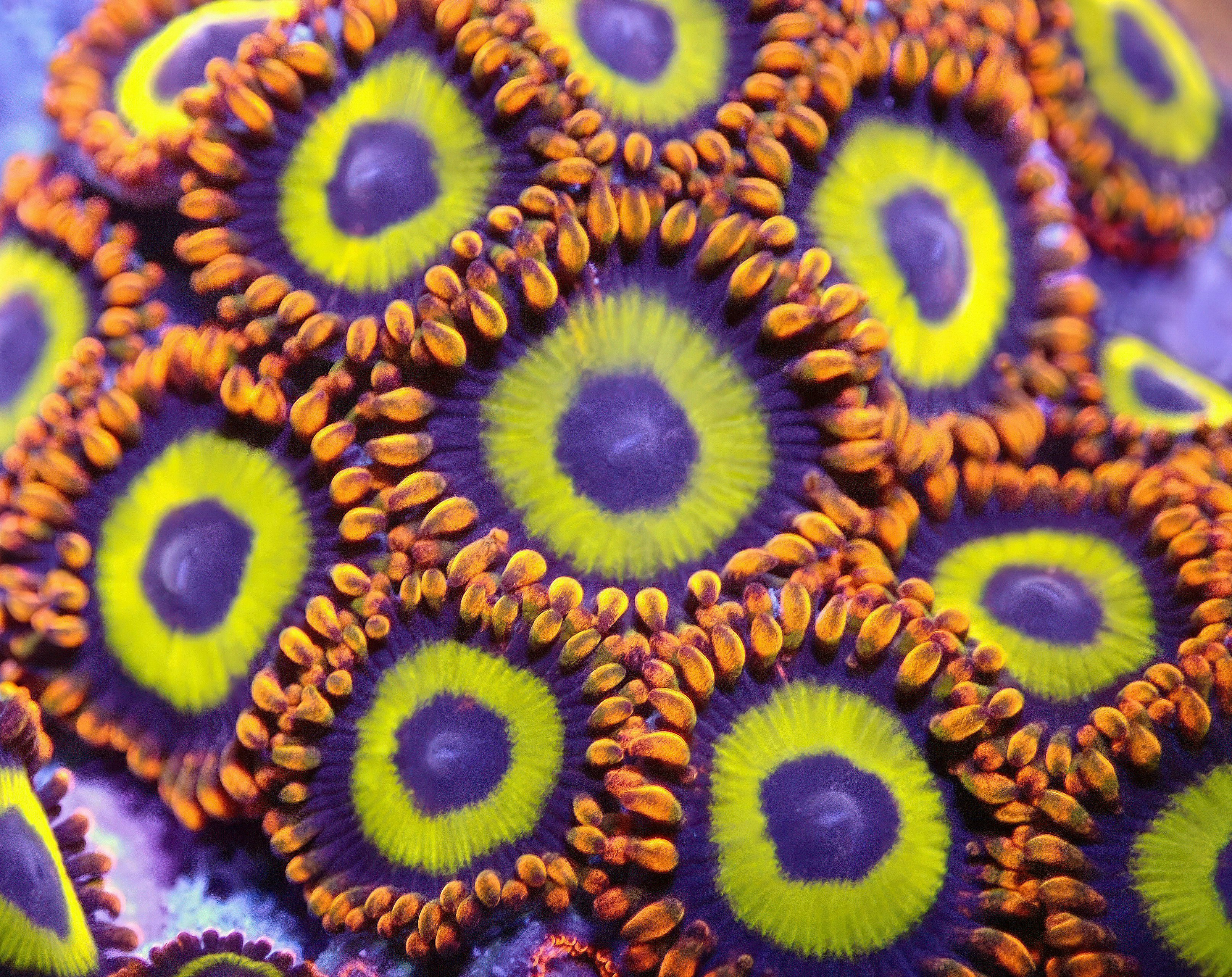 Close-up of brightly colored zoanthid polyps with yellow centers and purple rings