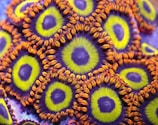 A close up of a purple and green object