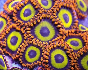 A close up of a purple and green object