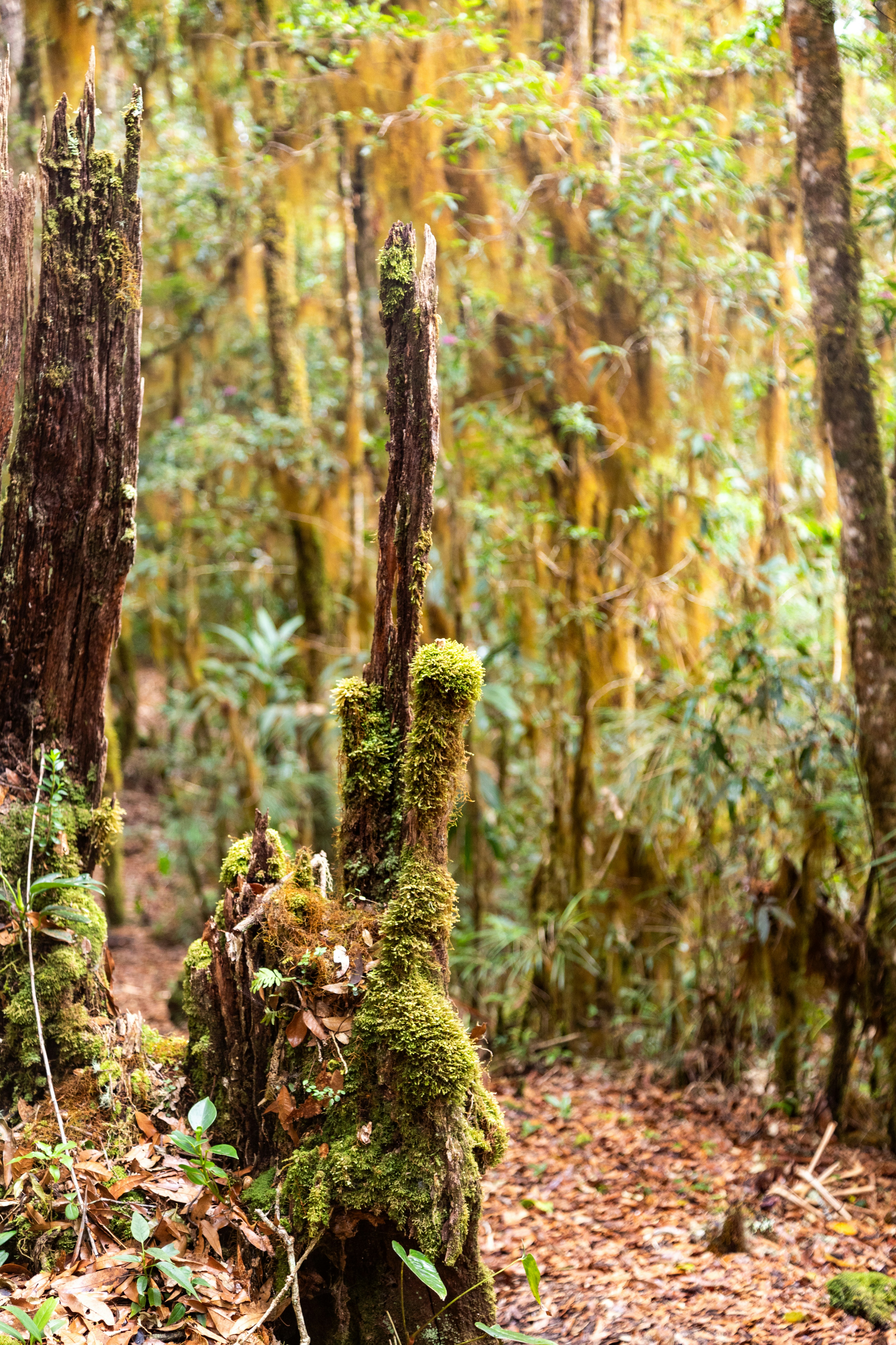 A mossy tree stump in the middle of a forest
