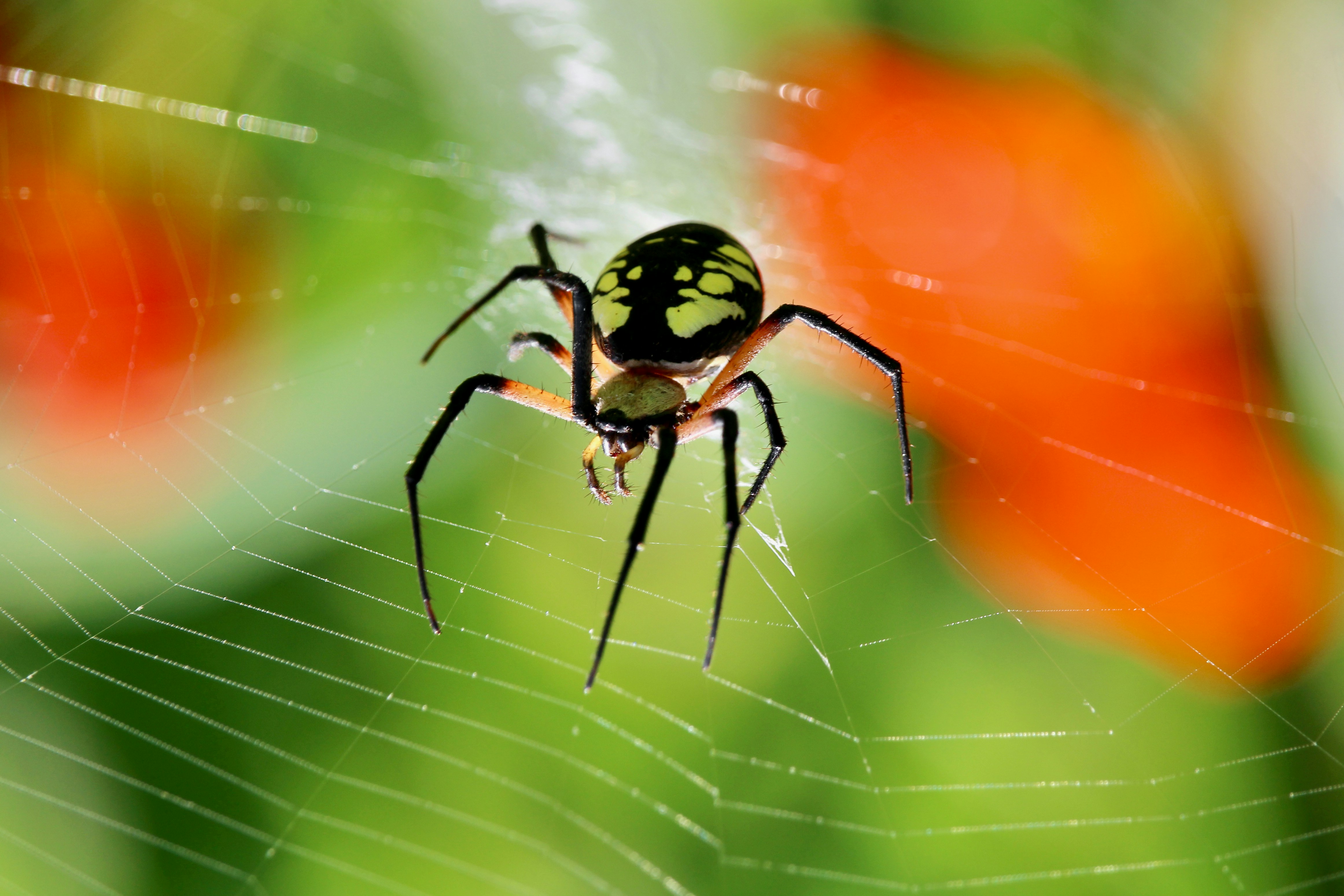 Un primo piano di un ragno su una ragnatela