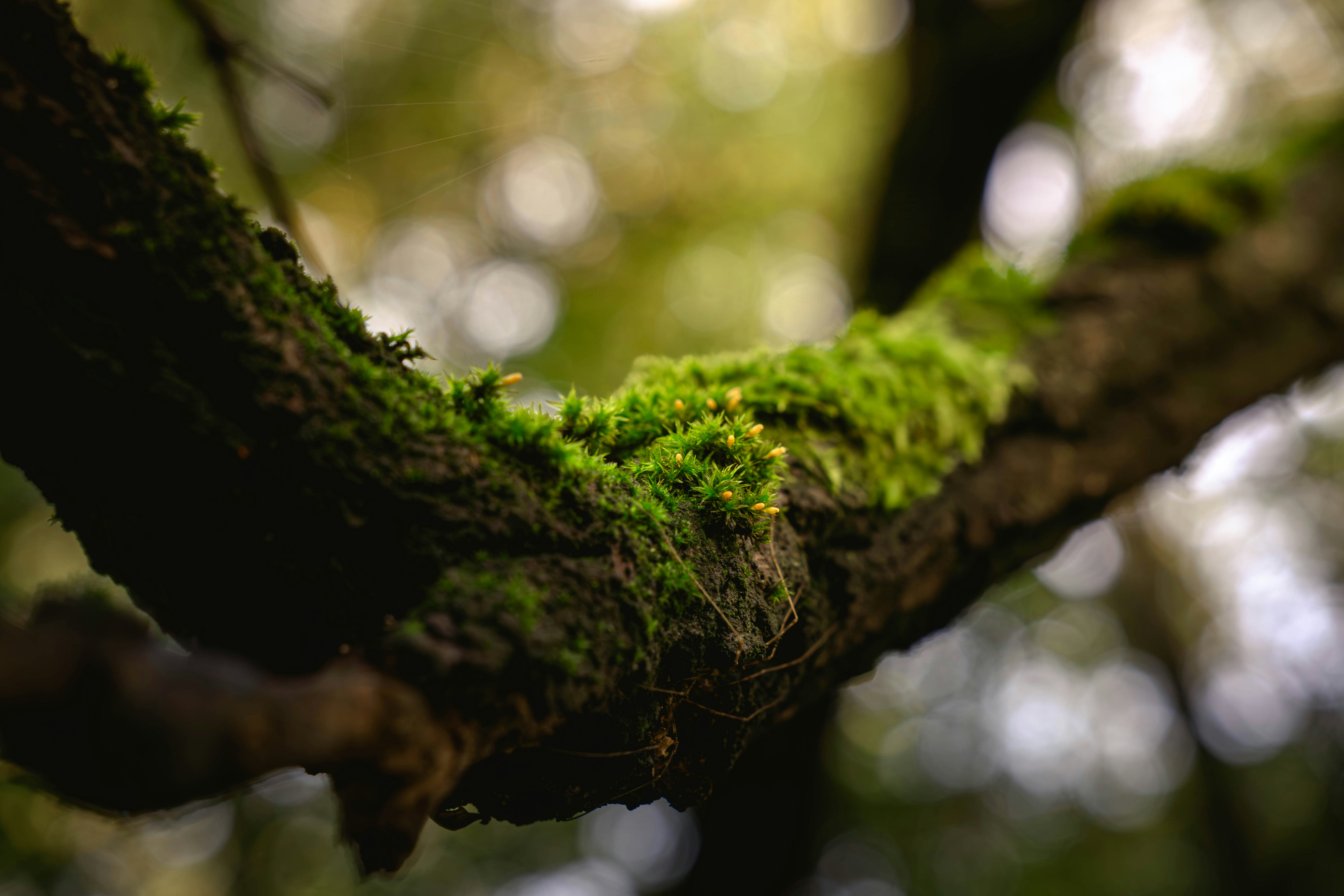 Photo by mykytaborovoi