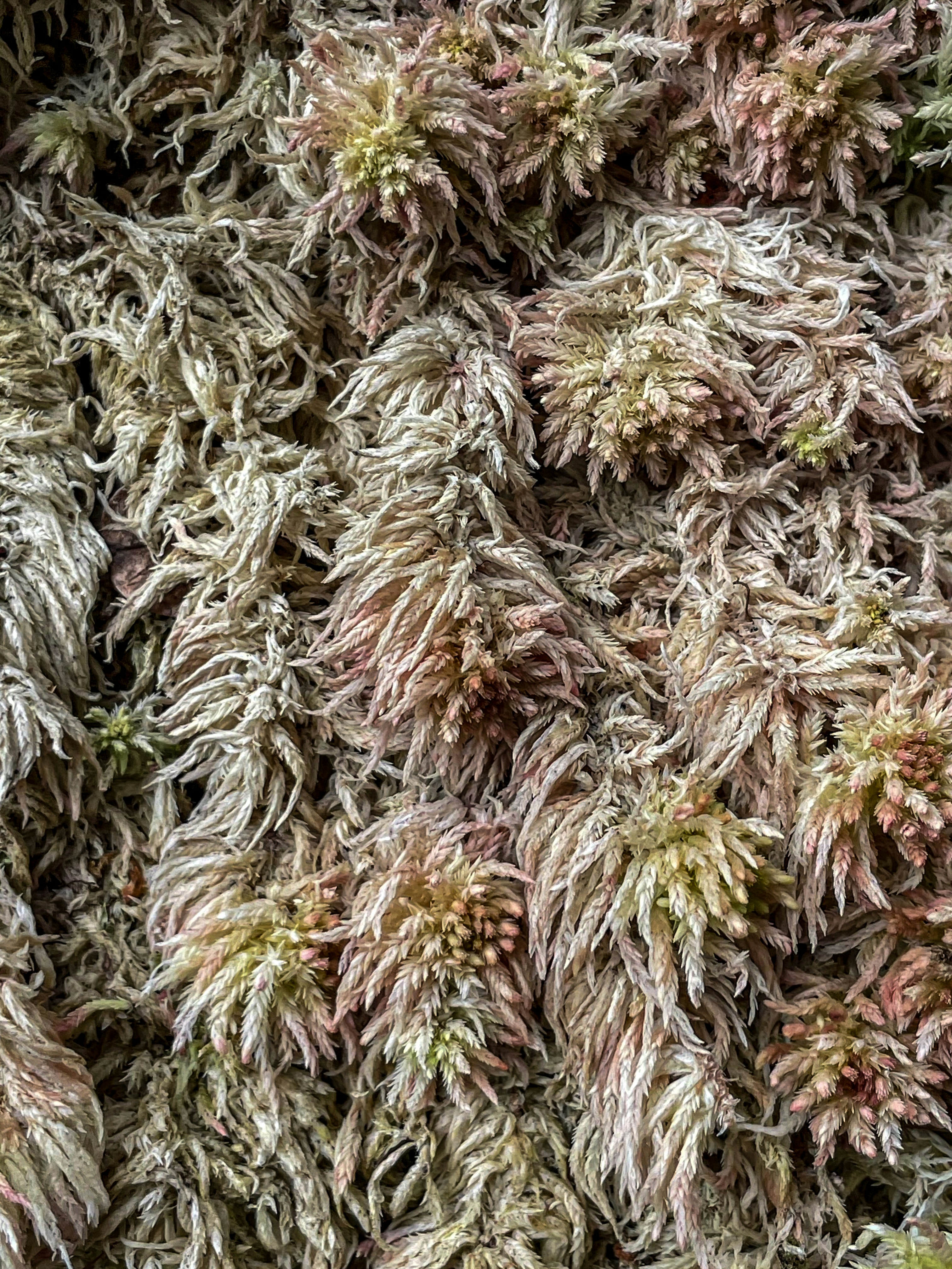 A bunch of moss growing on a tree