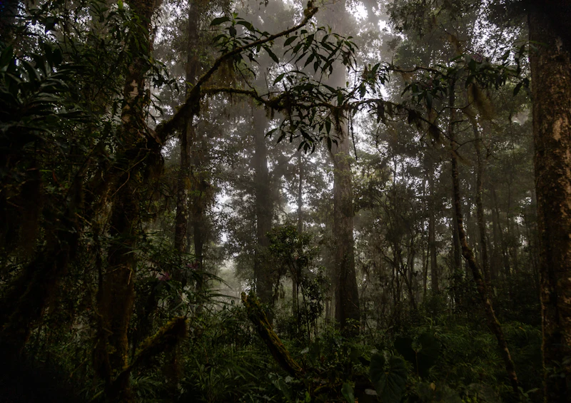 Dense cloud forest draped in moss — ancient, alive, protected.