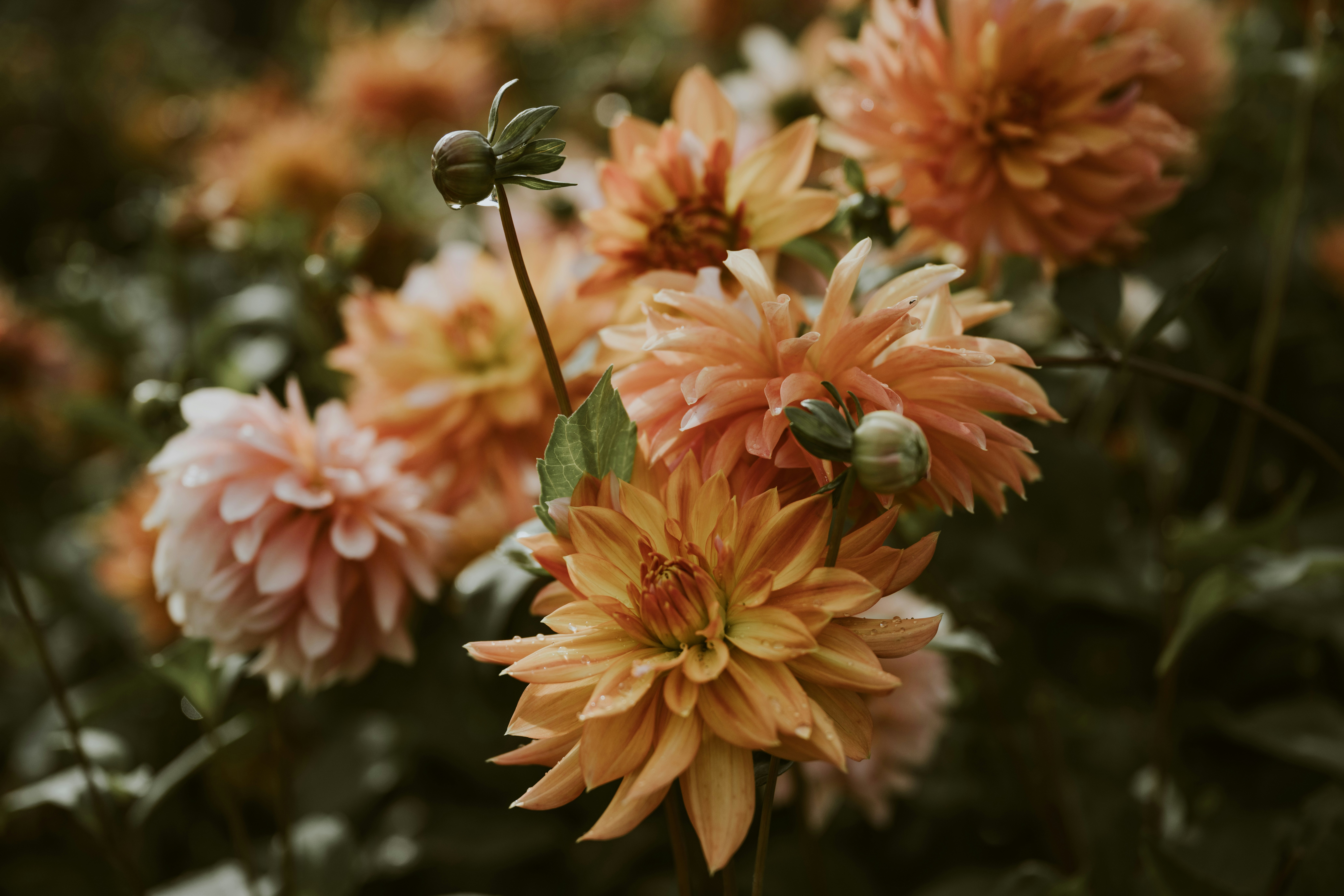 Photo by anitaaustvika