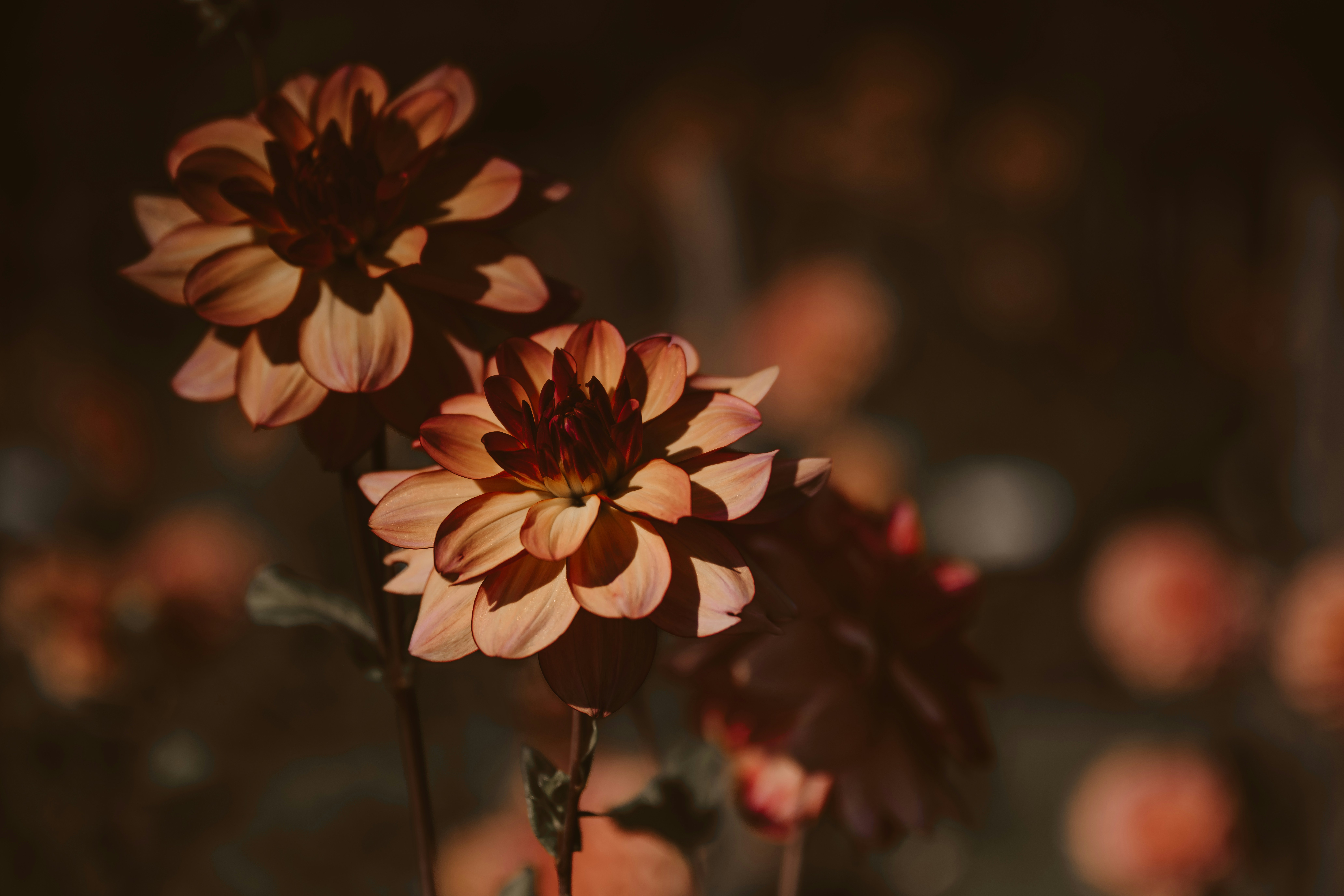 Photo by anitaaustvika