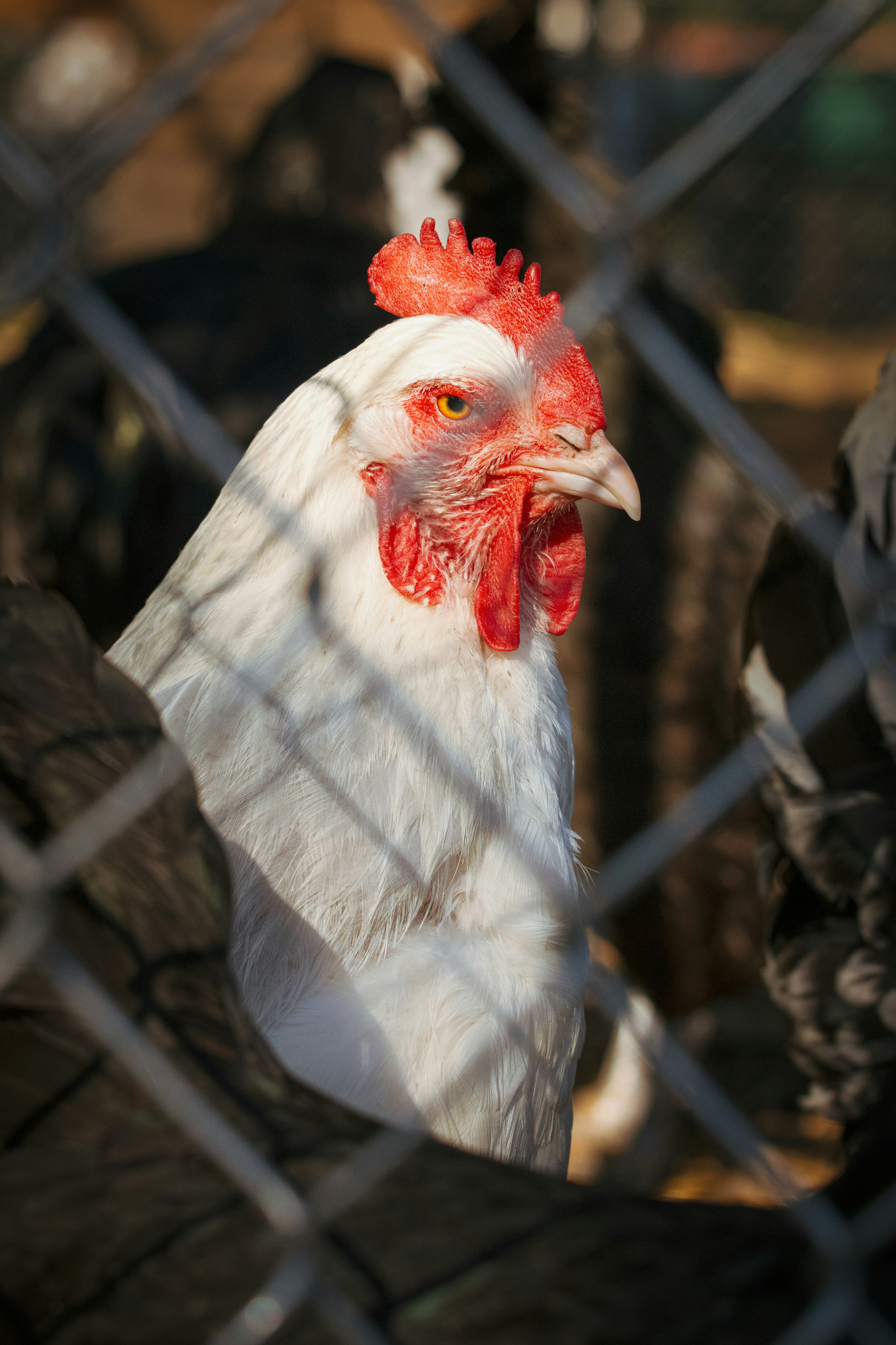 Photo by brandonstoll