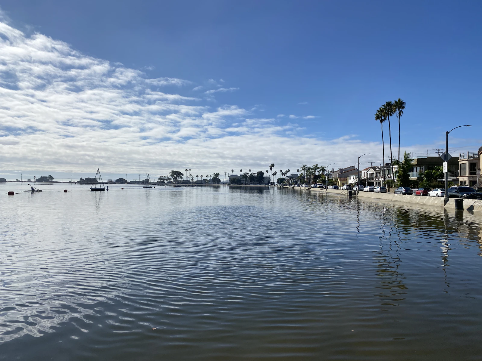 Palm trees along the water in Belmont Shore, Long Beach